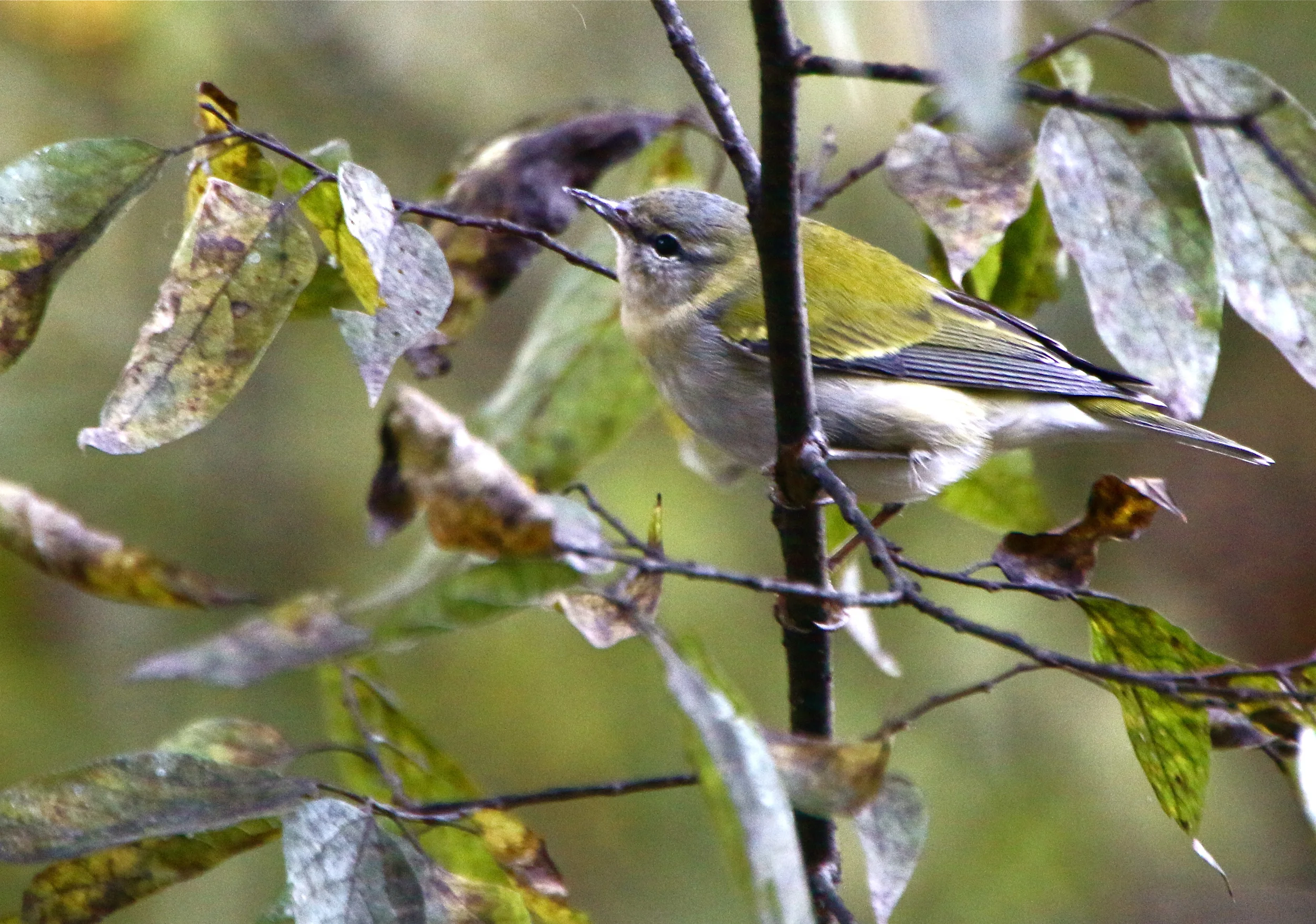 March 19: Volunteer With Our Avian Field Technicians