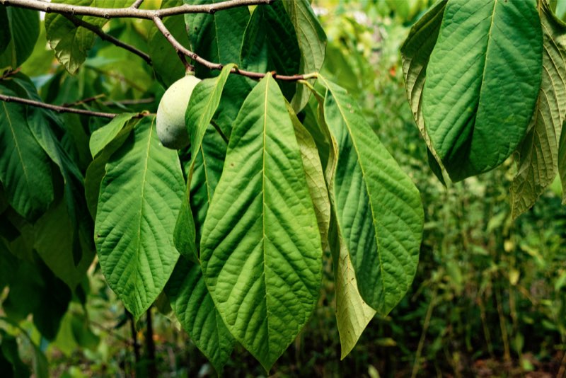 Paw paw patch deals