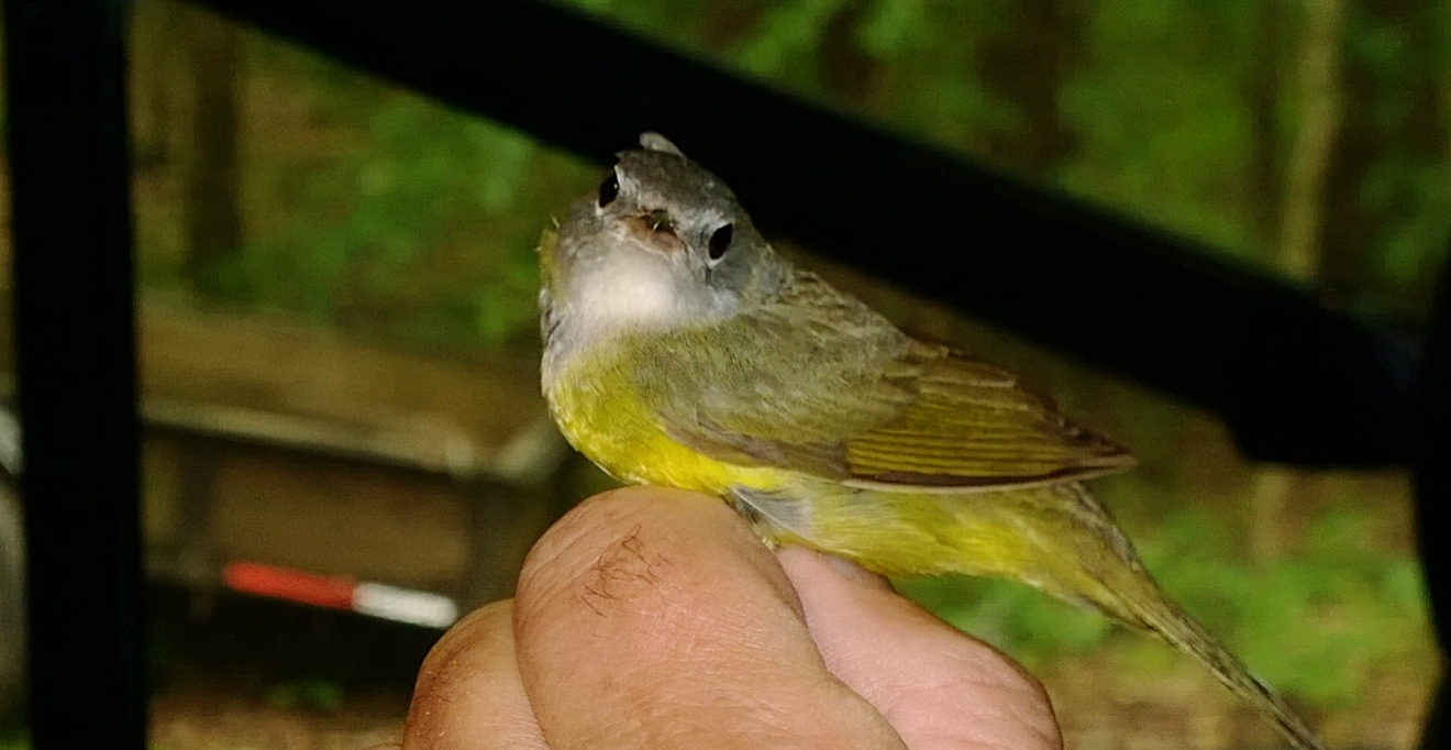 June 16: Bird banding at the Observatory