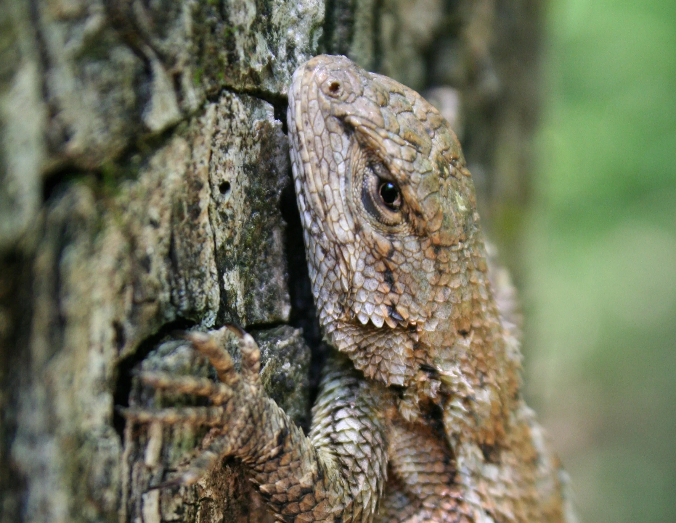 Fence lizard ( Sceloporus undulatus )
