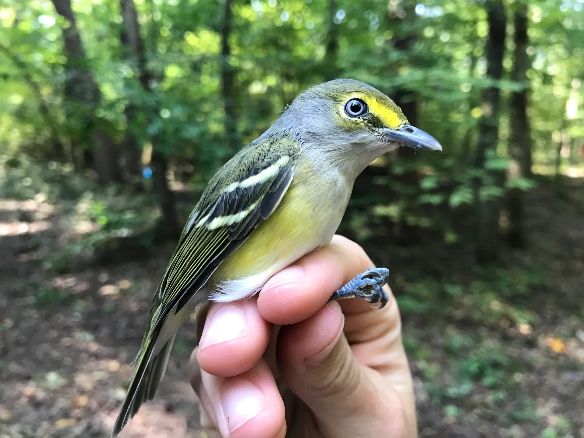  White-eyed Vireo