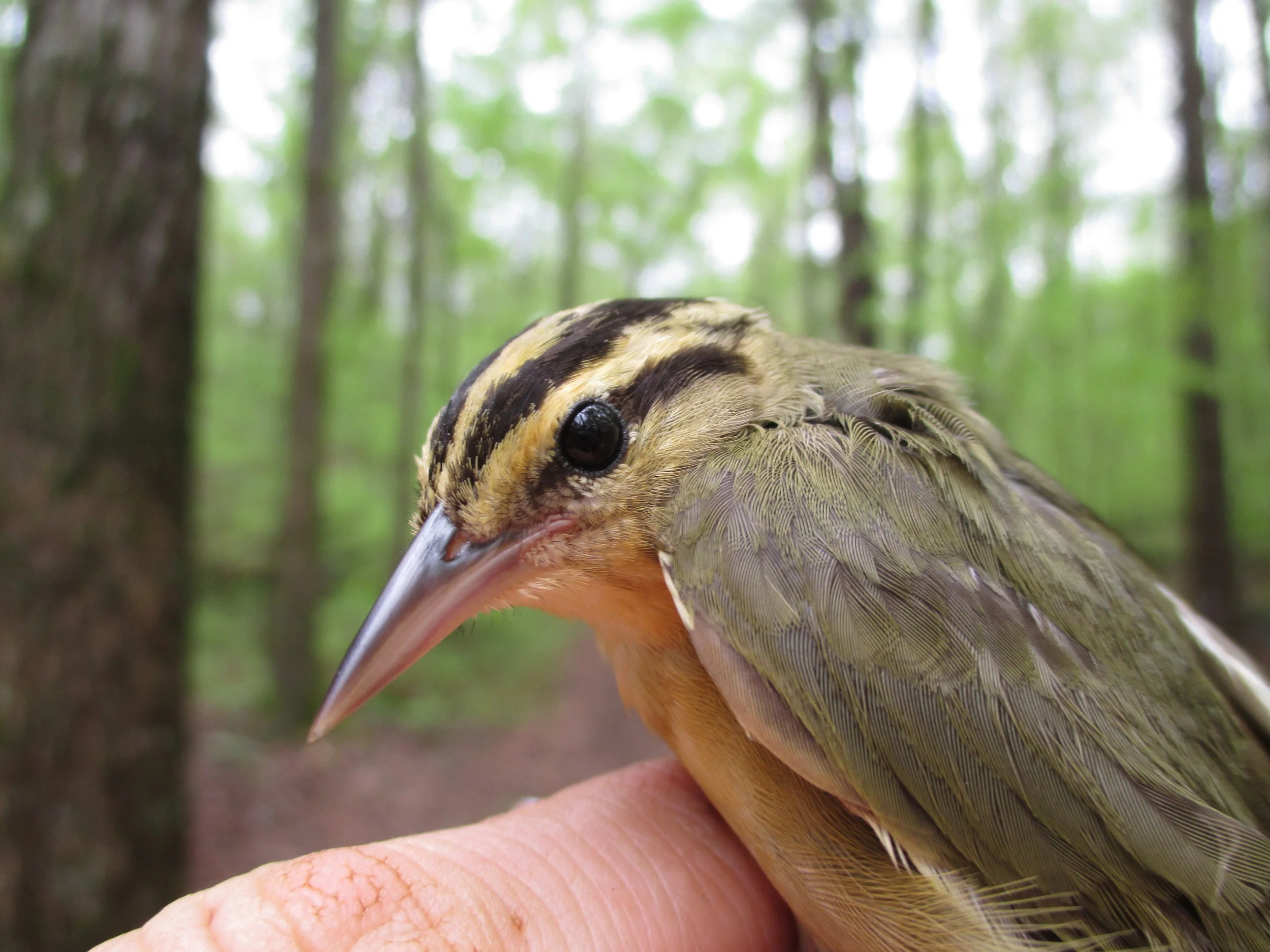  Worm-eating Warbler