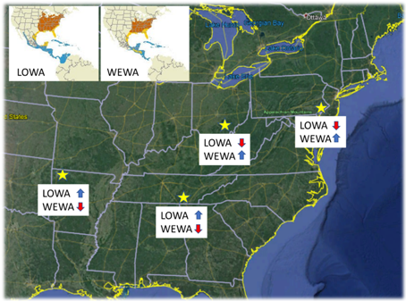 Figure 1. Study locations (gold stars) where individuals from the two species were marked with geolcoators. Arrow next to species abbreviations indicate increasing (blue up arrows) or decreasing (red down arrows) trends in abundance over the past 50 years. Insets in the upper left demonstrate the extensive overlap in breeding and non-breeding distributions for these species. (Figure from Dr. Henry Streby)