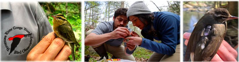 From left to right: Worm-eating Warbler, Eliot Berz and Holland Youngman attaching a geolocator on a Louisiana Waterthrush, and a Louisiana Waterthrush wearing a geolocator.