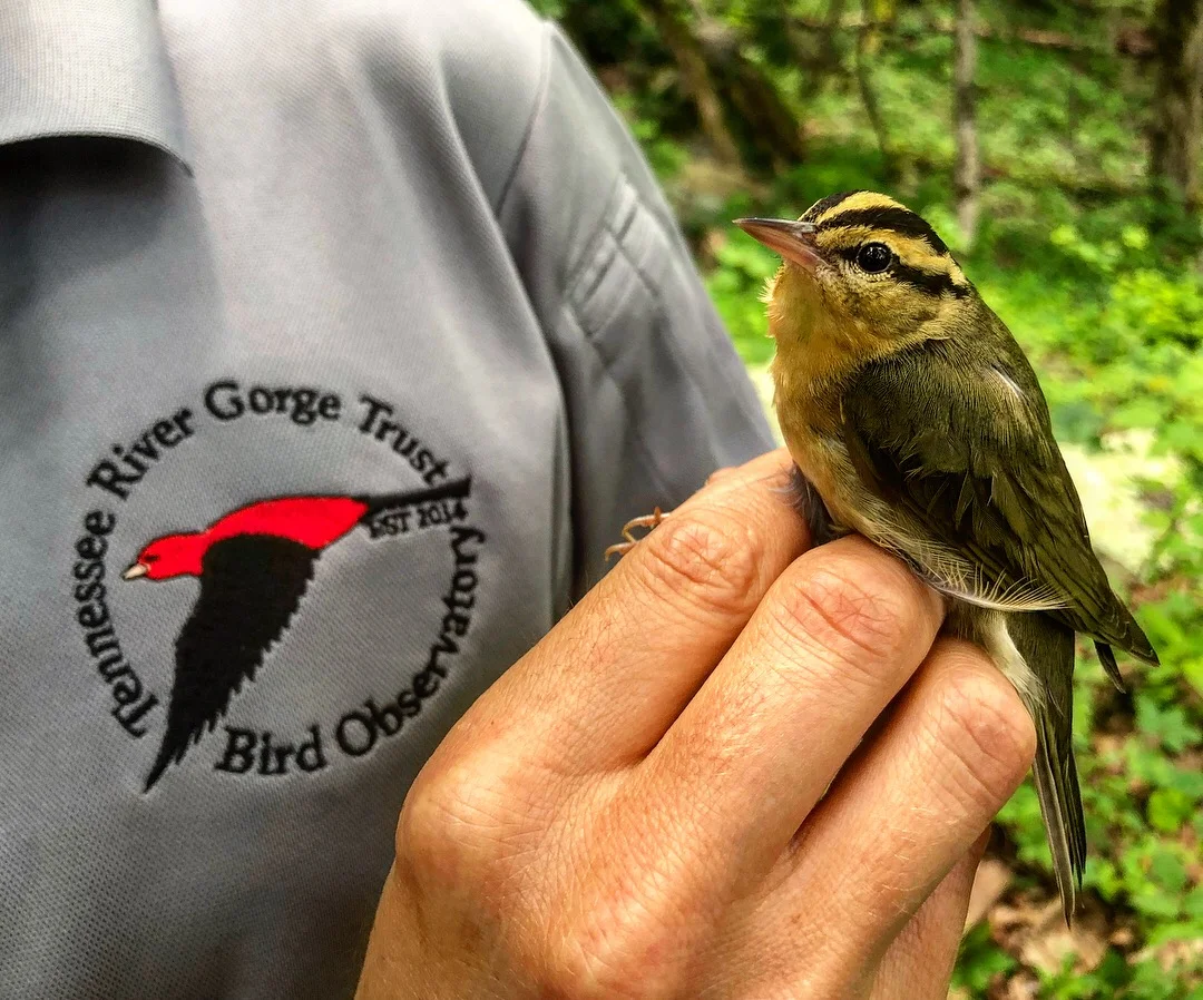 120 Geolocator Tracking Devices Deployed on Migratory Birds!