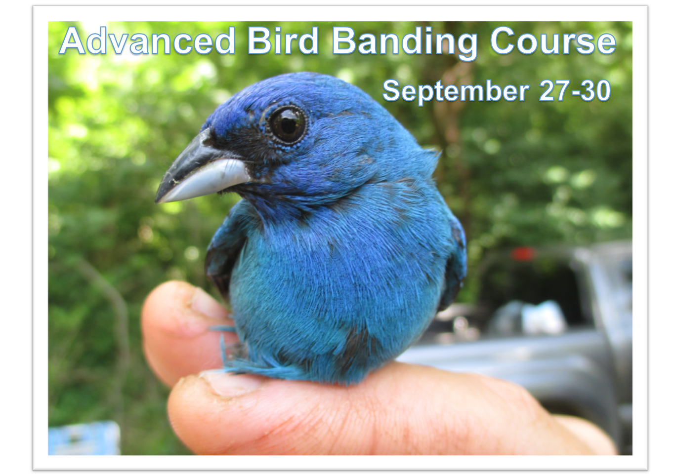 Advanced Bird Banding Course.png