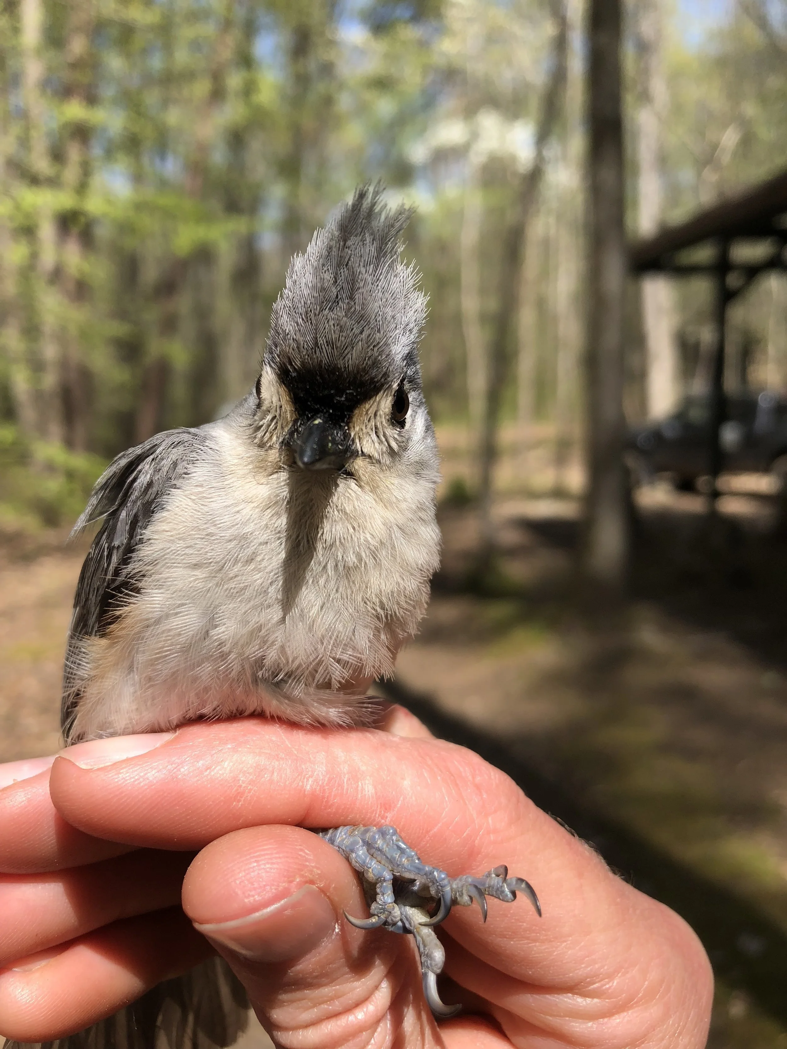 Migration Bird Banding