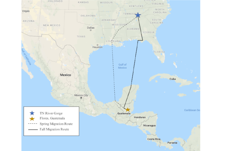 Generalized migration routes of a Louisiana Waterthrush tracked with an electronic geolocator tracking device