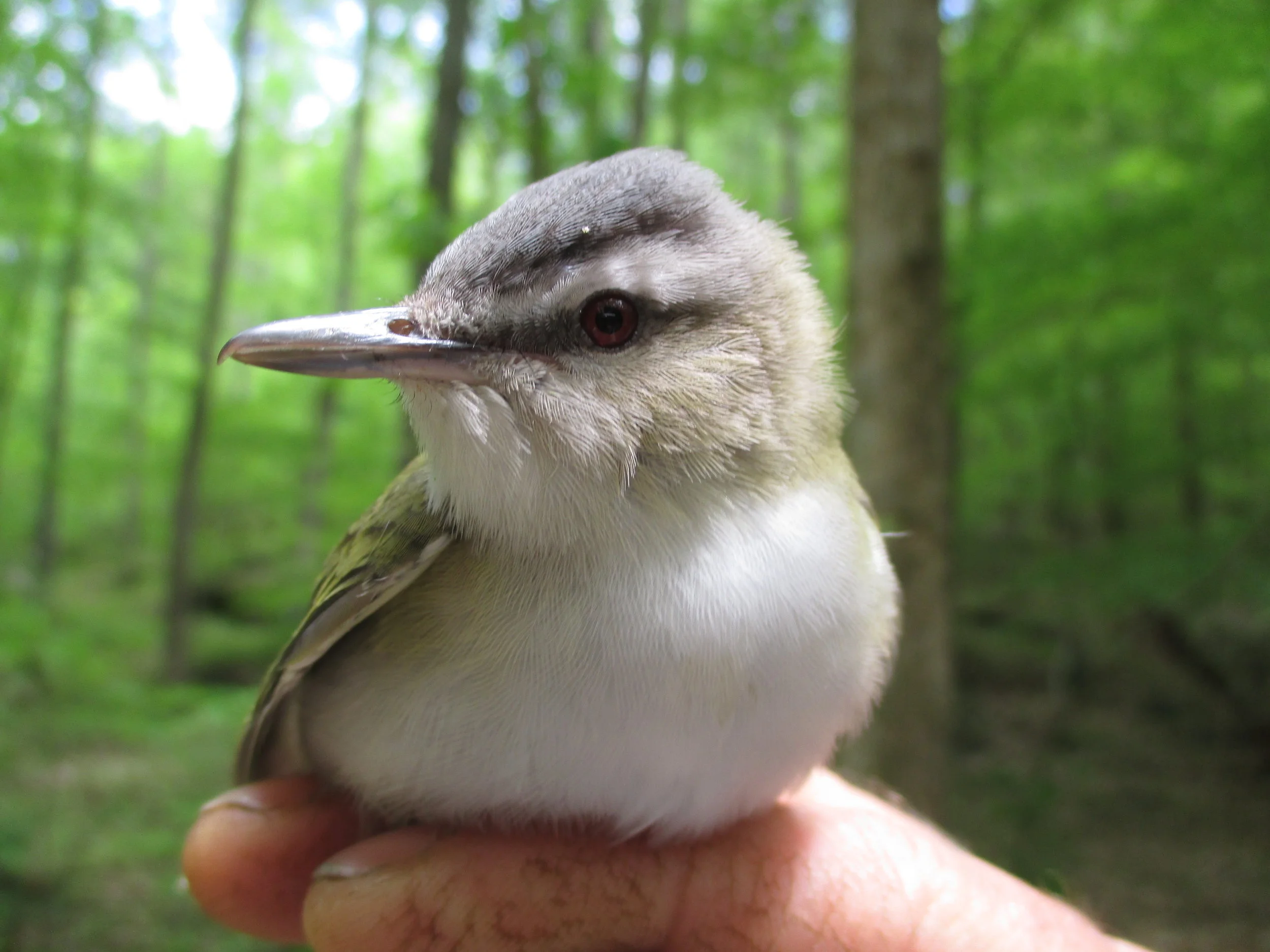 Bird-Banding: Final Count for 2018 Season