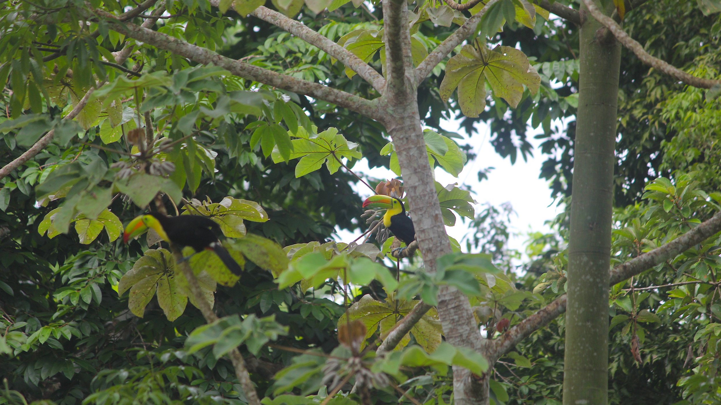 Keel-billed Toucan.jpg