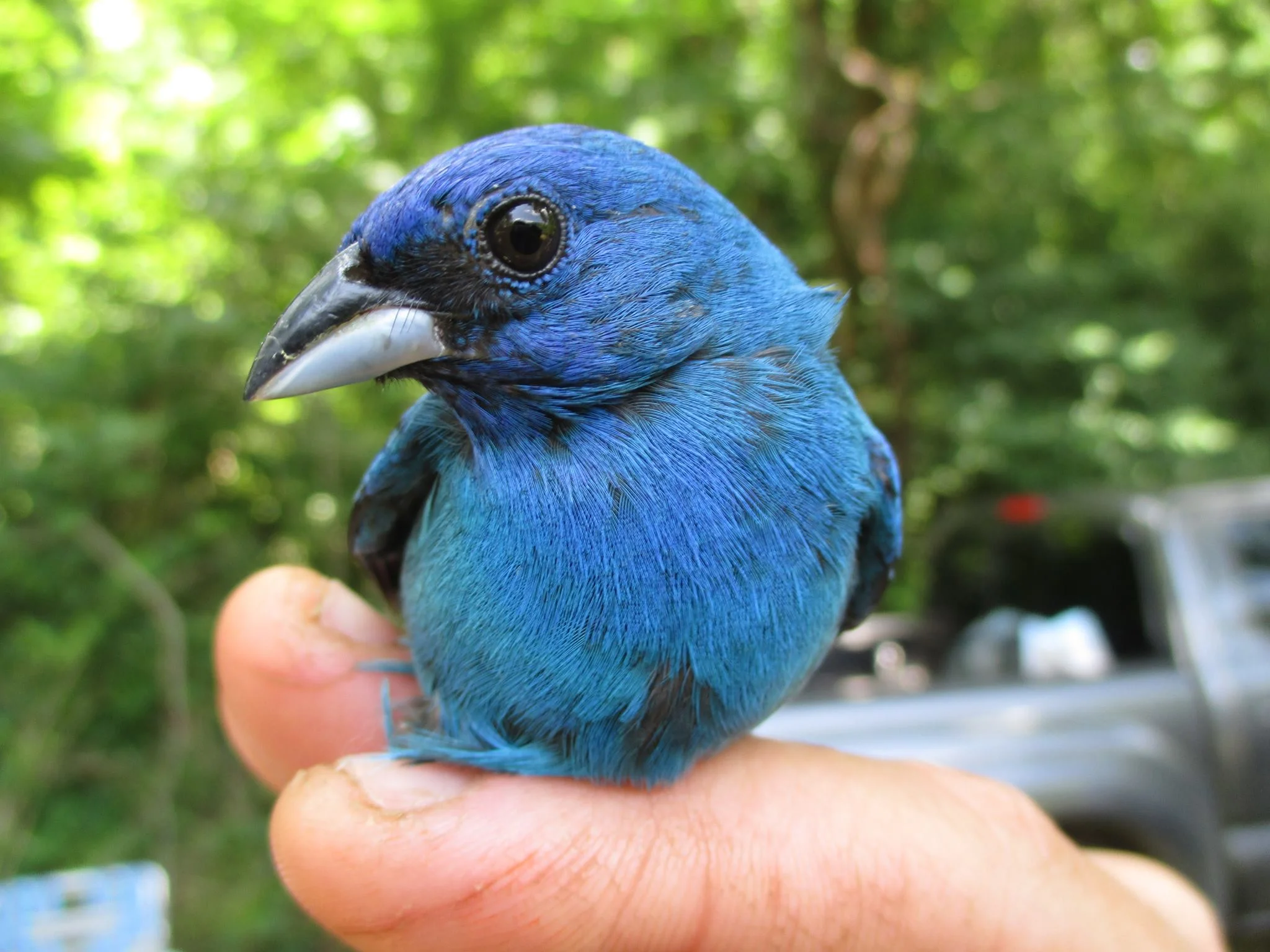 An Indigo Bunting at the Bird Observatory