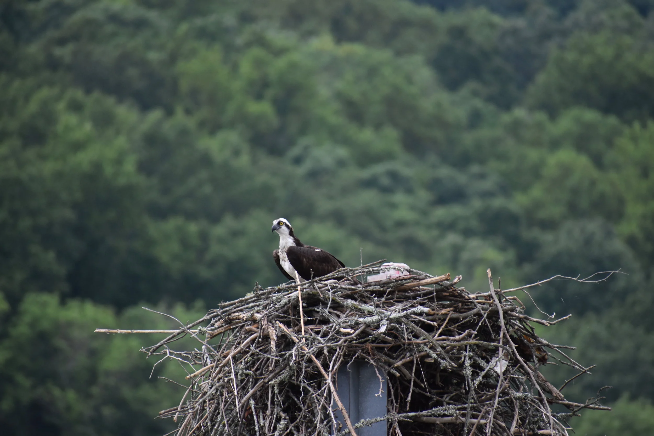 Bird Watching in the Tennessee River Gorge 