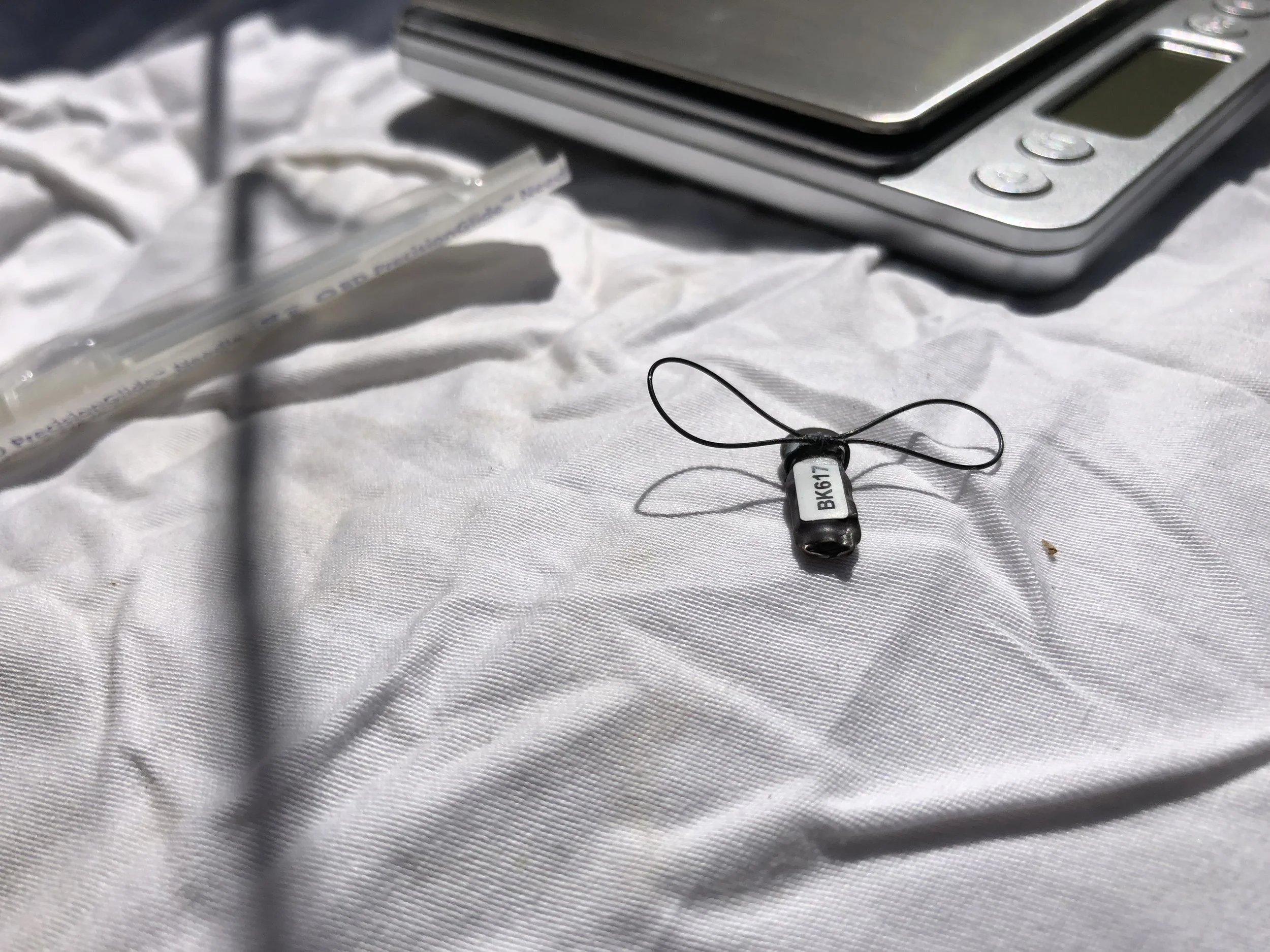 39 Geolocators Back in Our Hands!