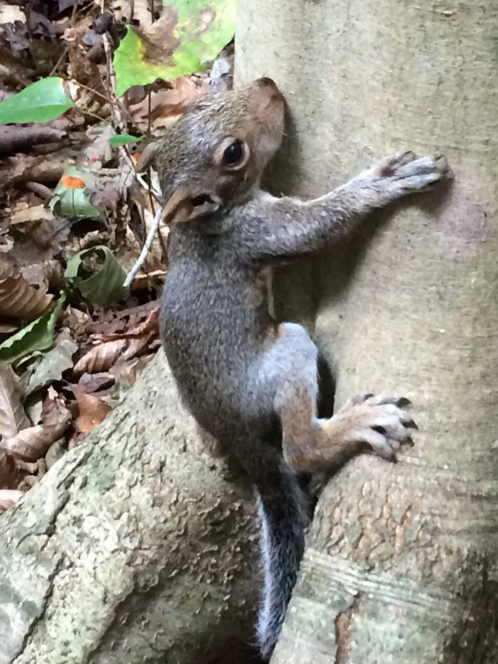 Baby squir.jpg
