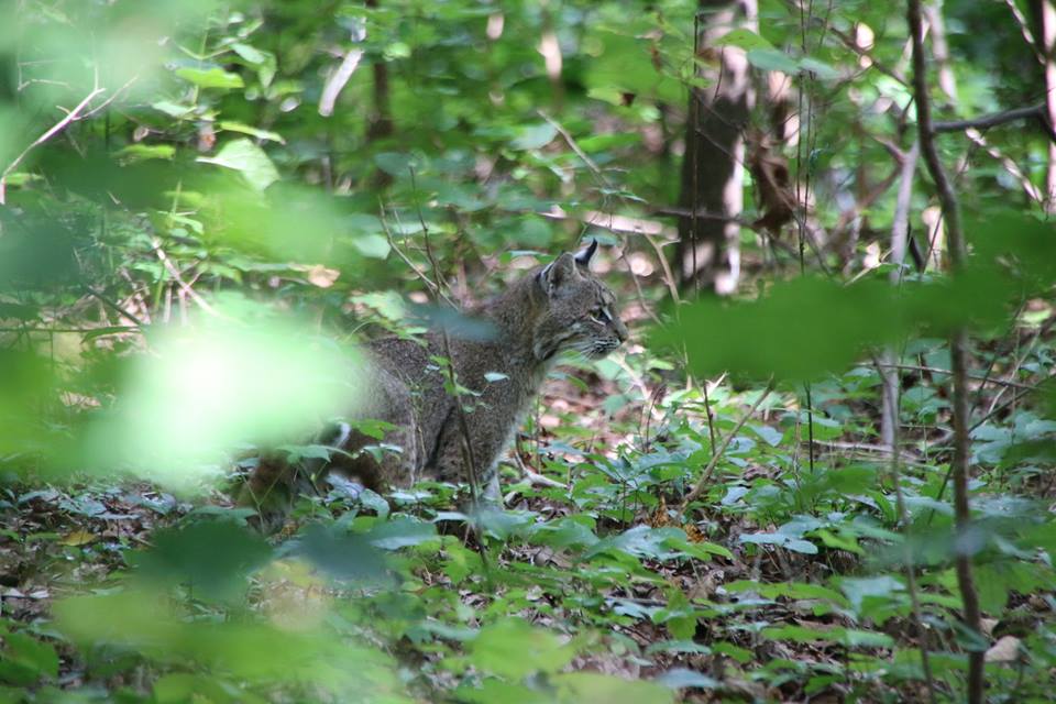 Bobcat.jpg