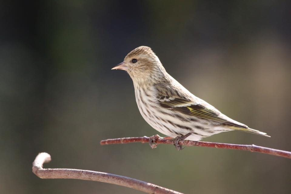 Pine Siskin.jpg