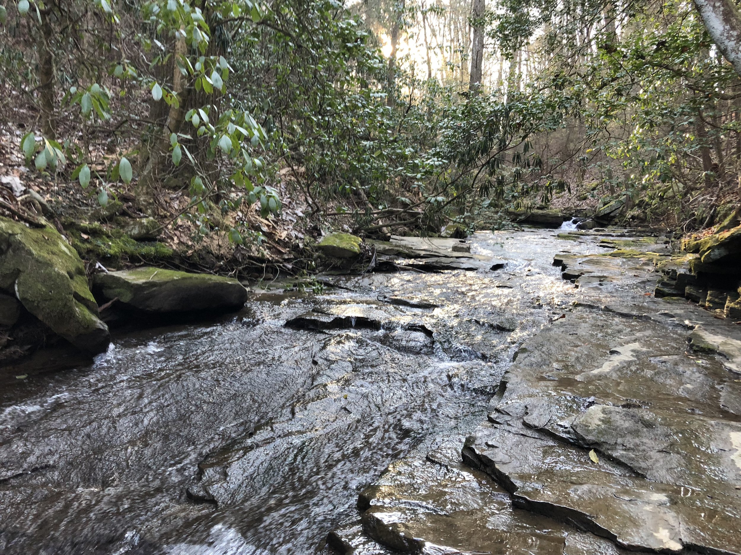 Simple Steps to Improve Water Quality in Your Backyard