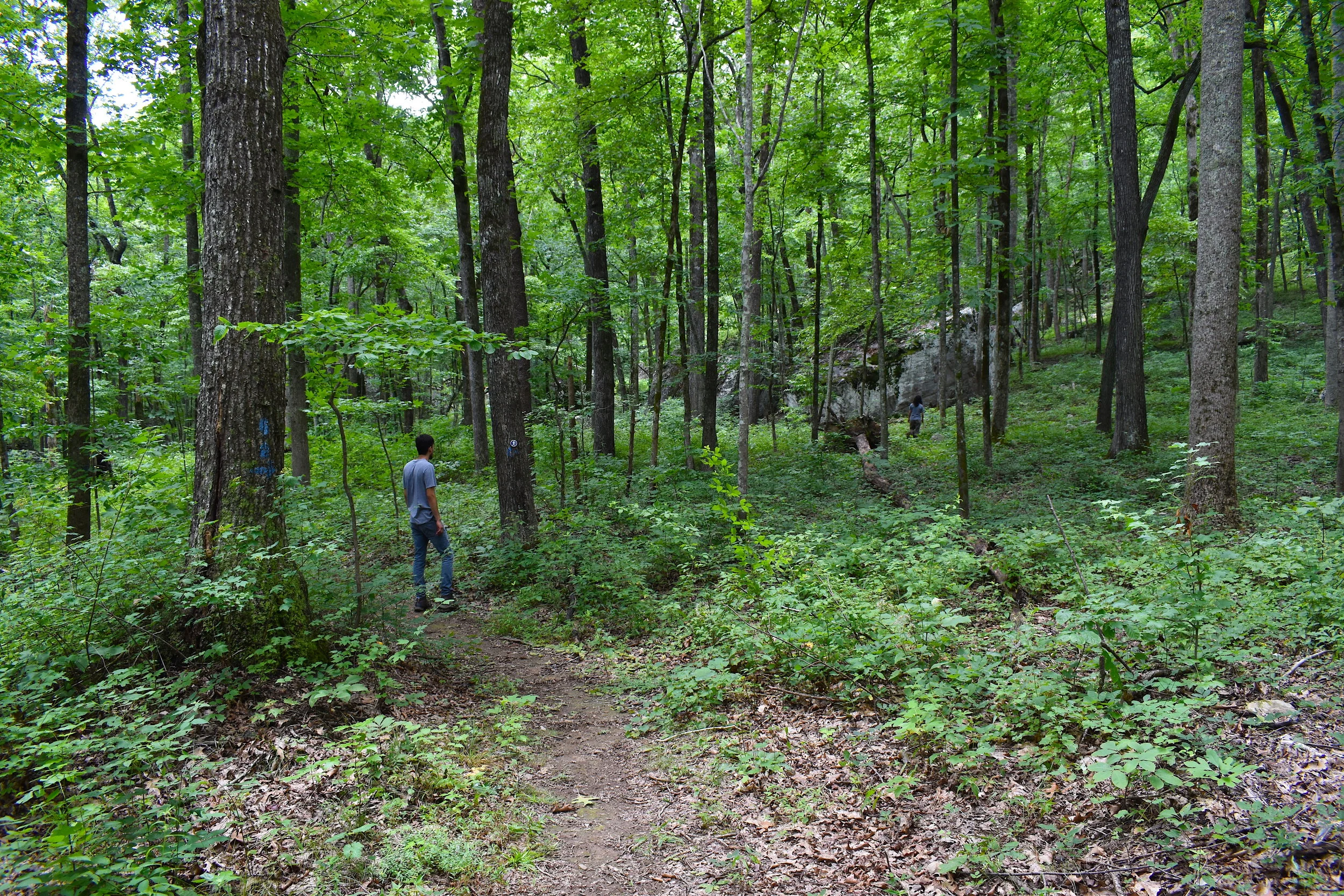 Hike the Upper Pot Point Nature Trail