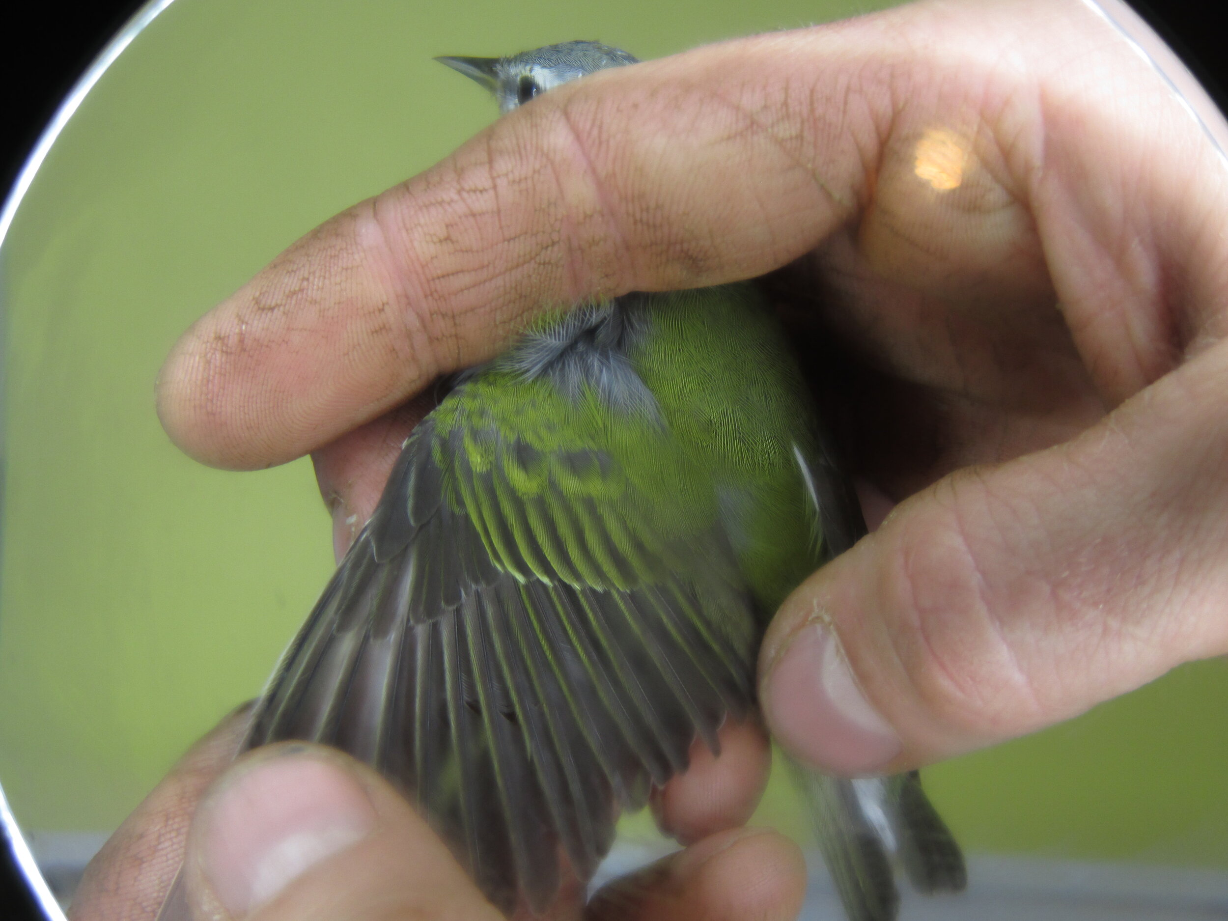 Looking for molt limits on a Tennessee Warbler.jpg