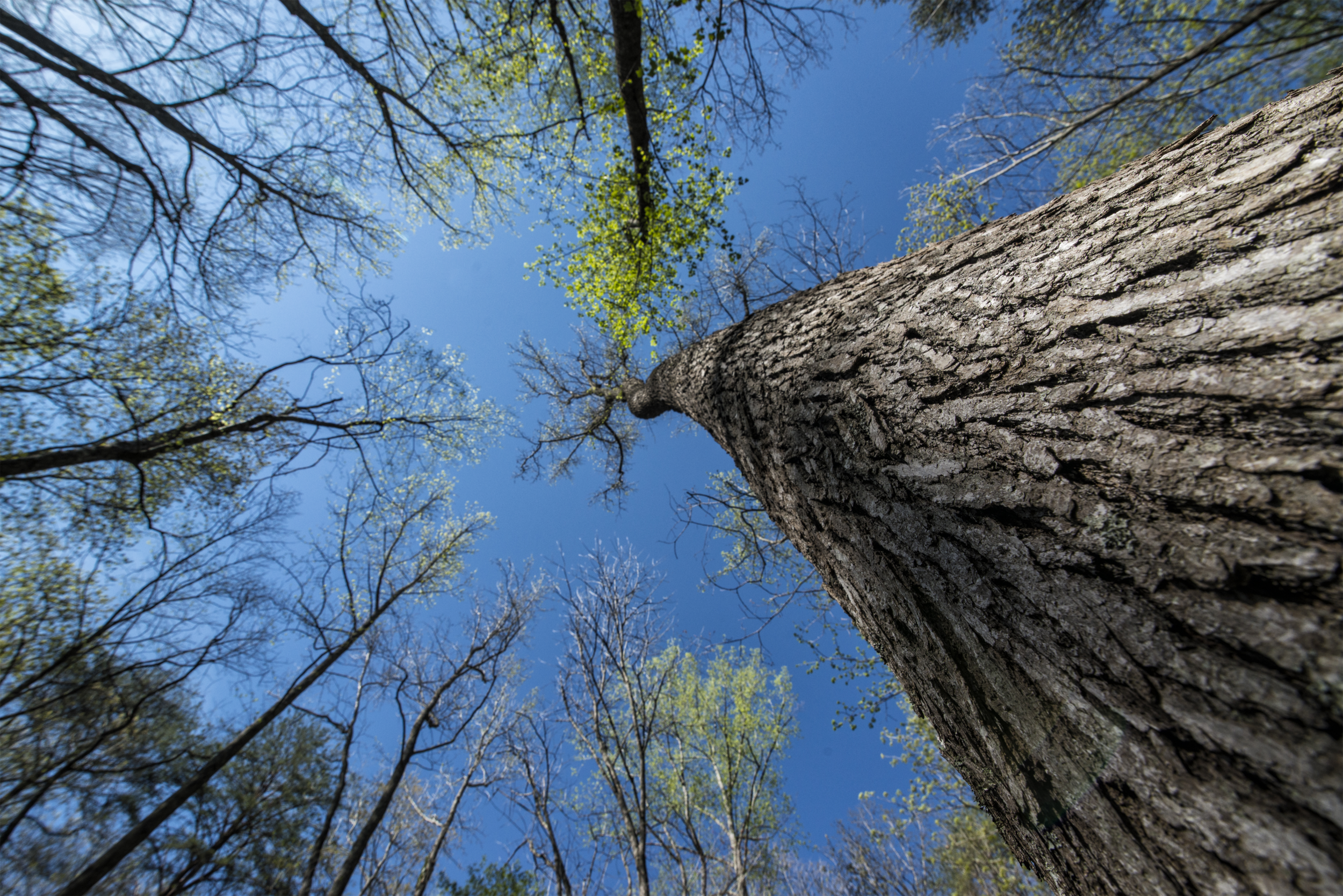 canopy halfsize.png