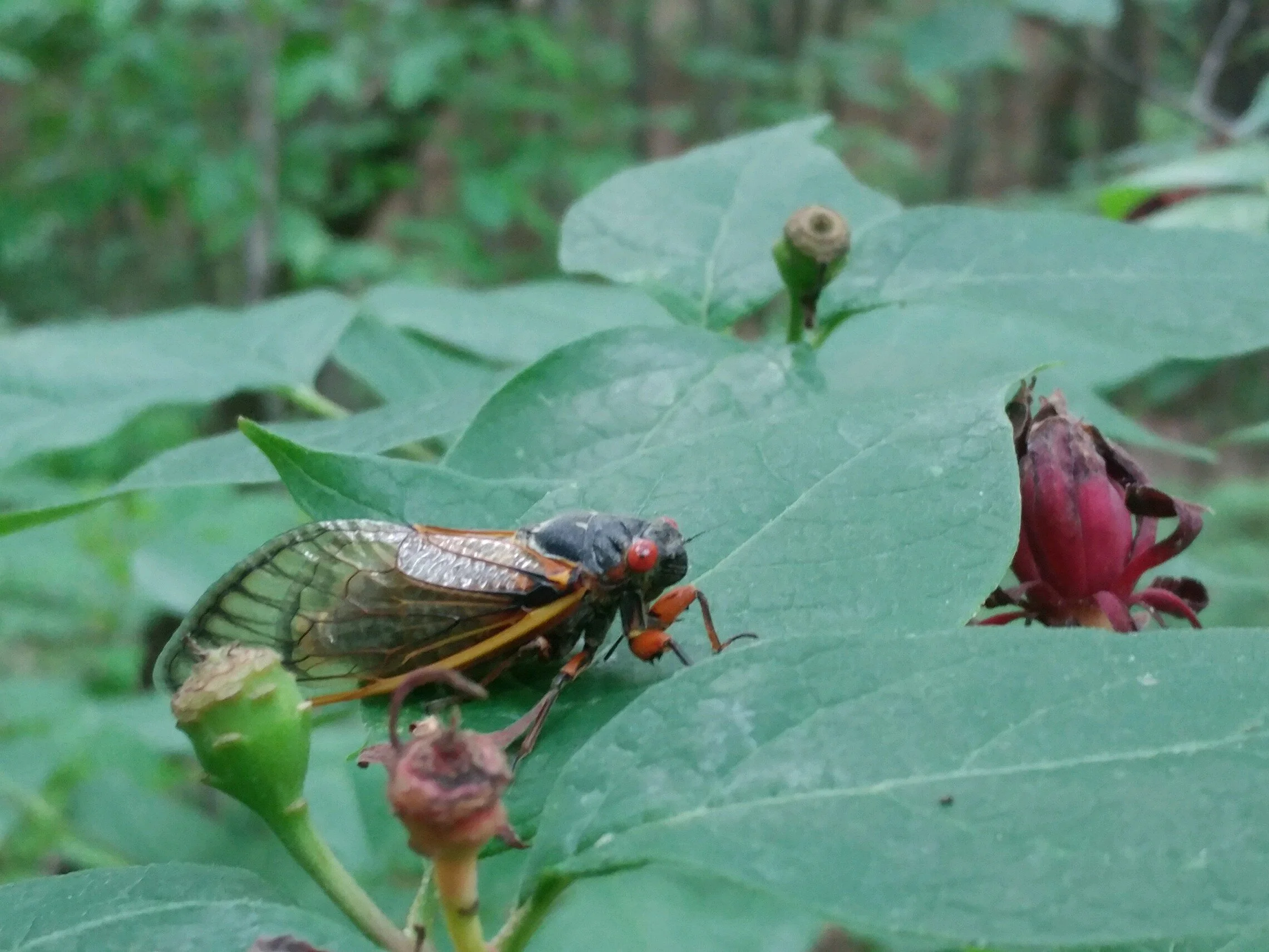Brood X Cicada Hatch