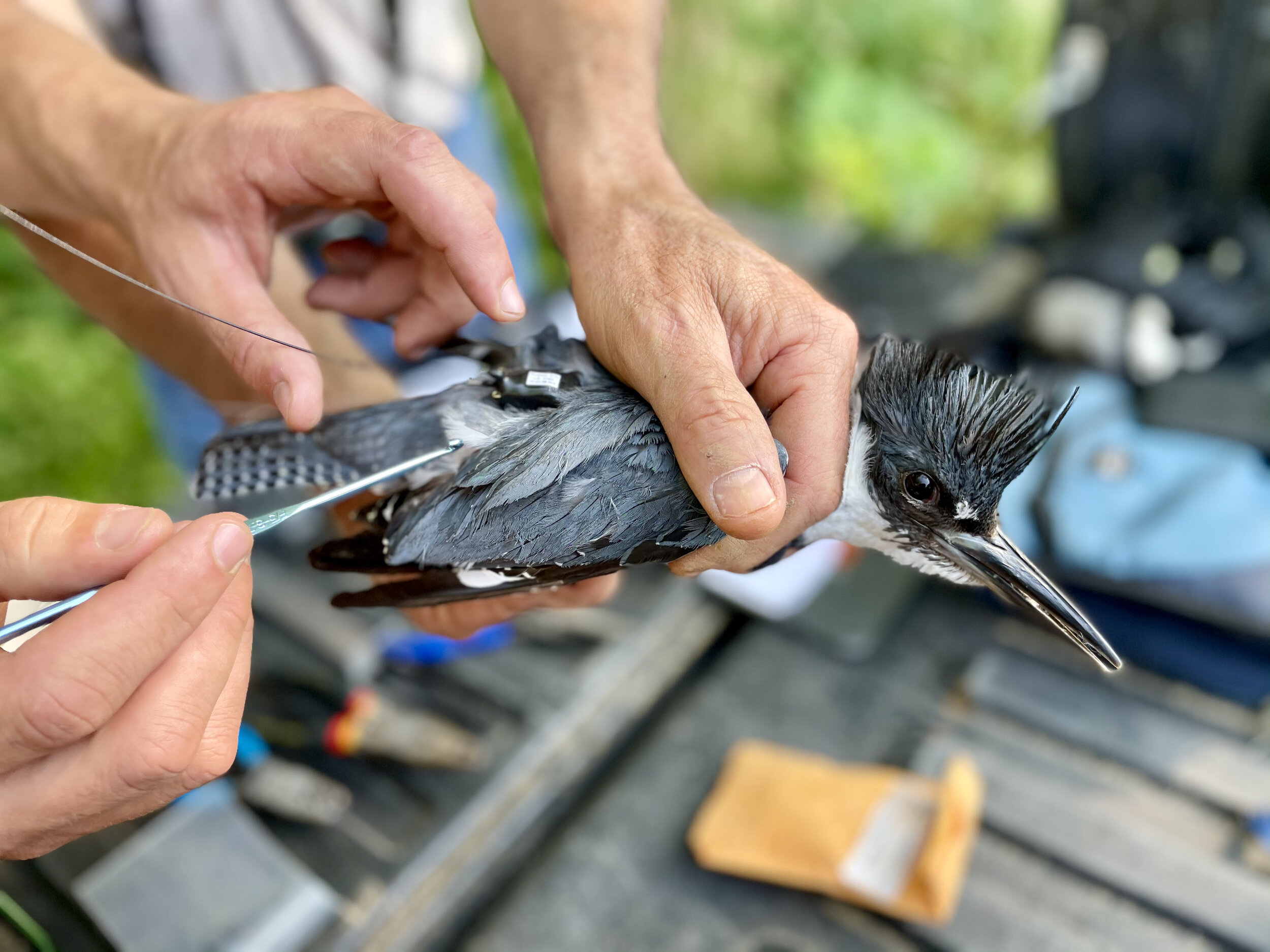 The Mysterious World of the Belted Kingfisher