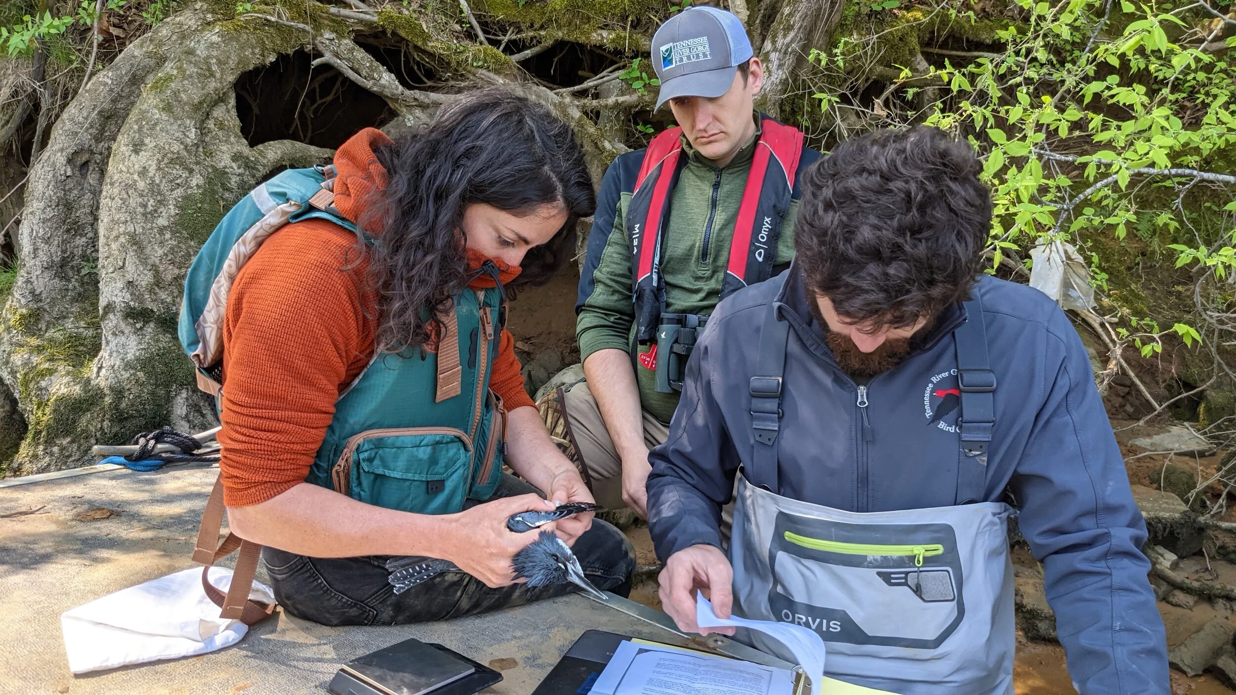 The Mysterious World of the Belted Kingfisher&nbsp;