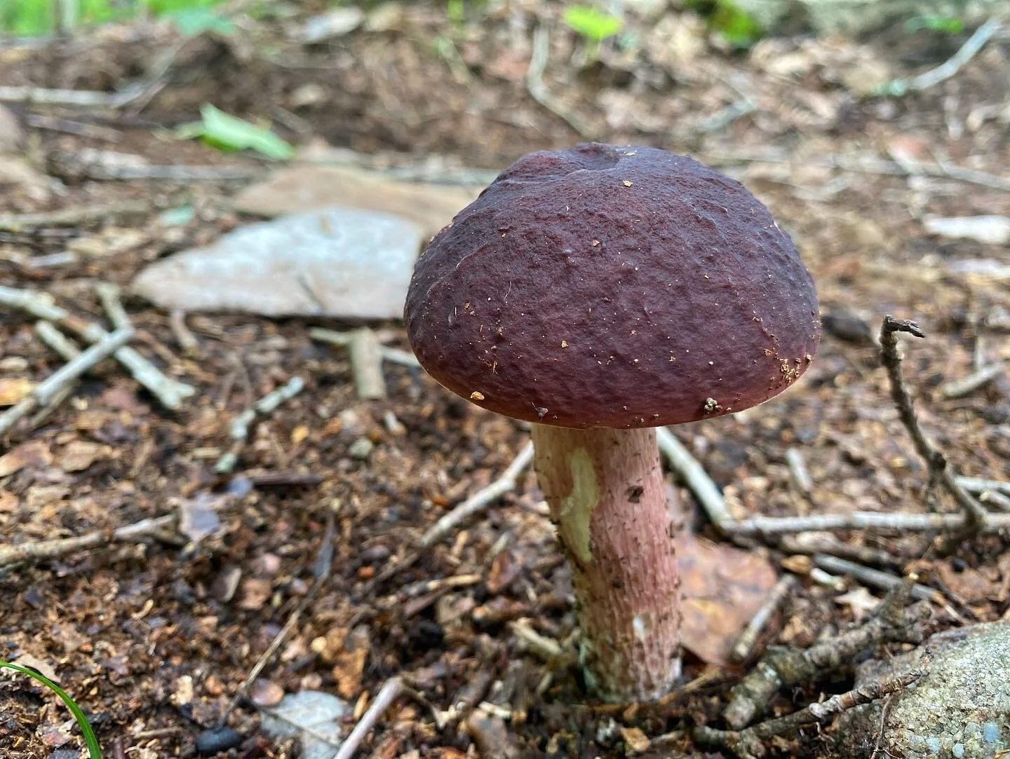 The Great Recyclers of the Planet   &nbsp;