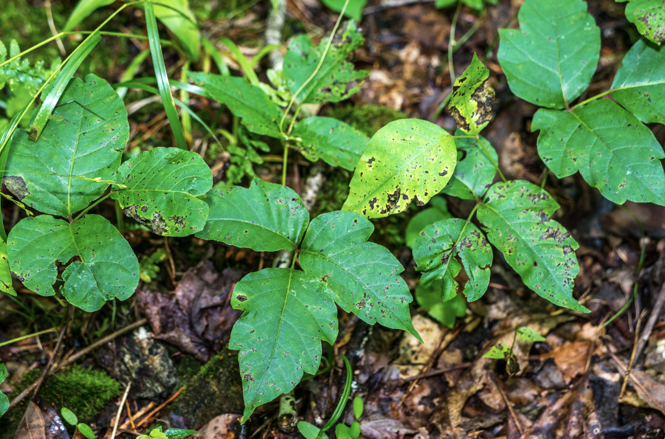 Pro Tips: How Our Field Team Avoids Poison Ivy and Ticks