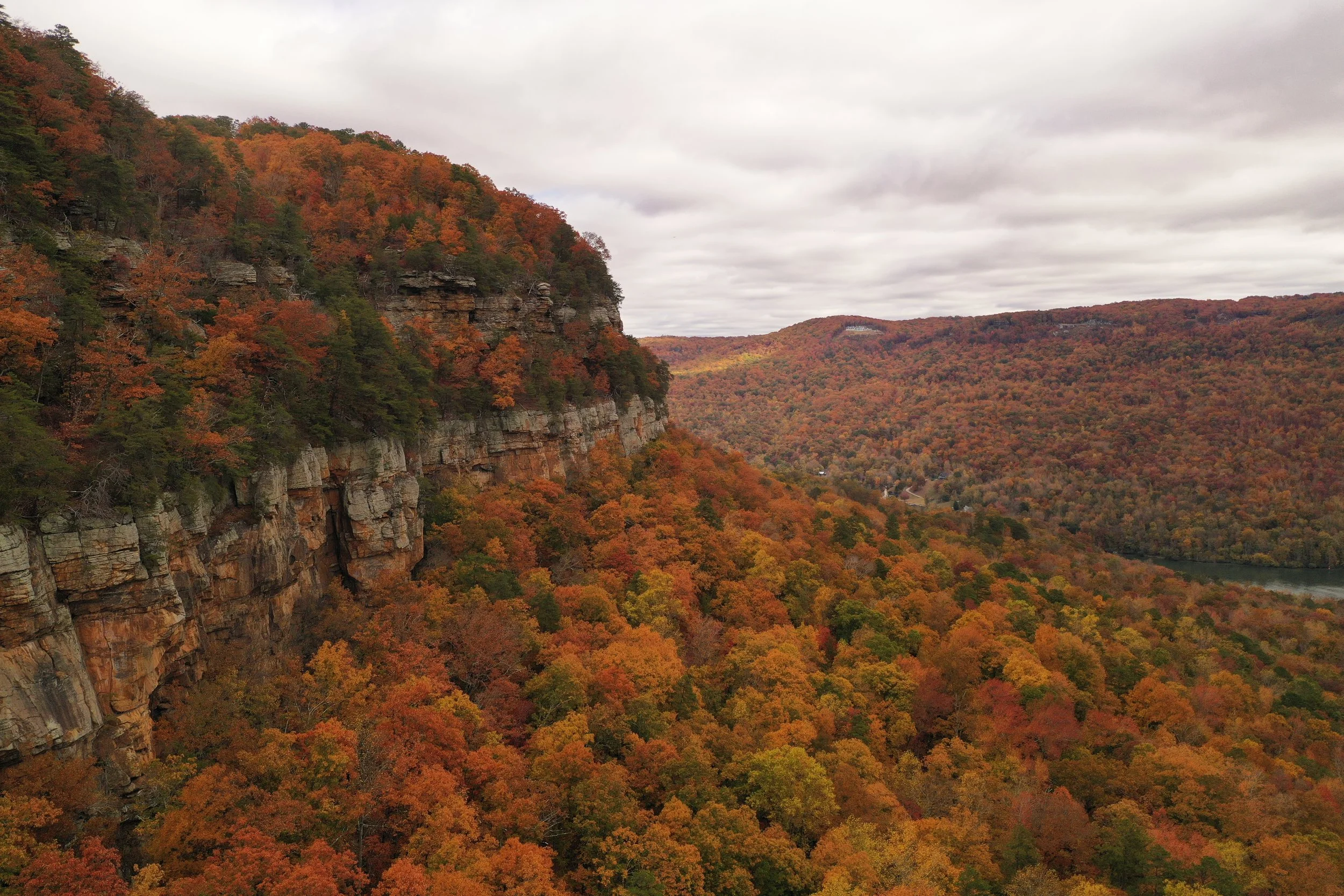 From Green to Gold: What's Behind Our Fall Foliage? 