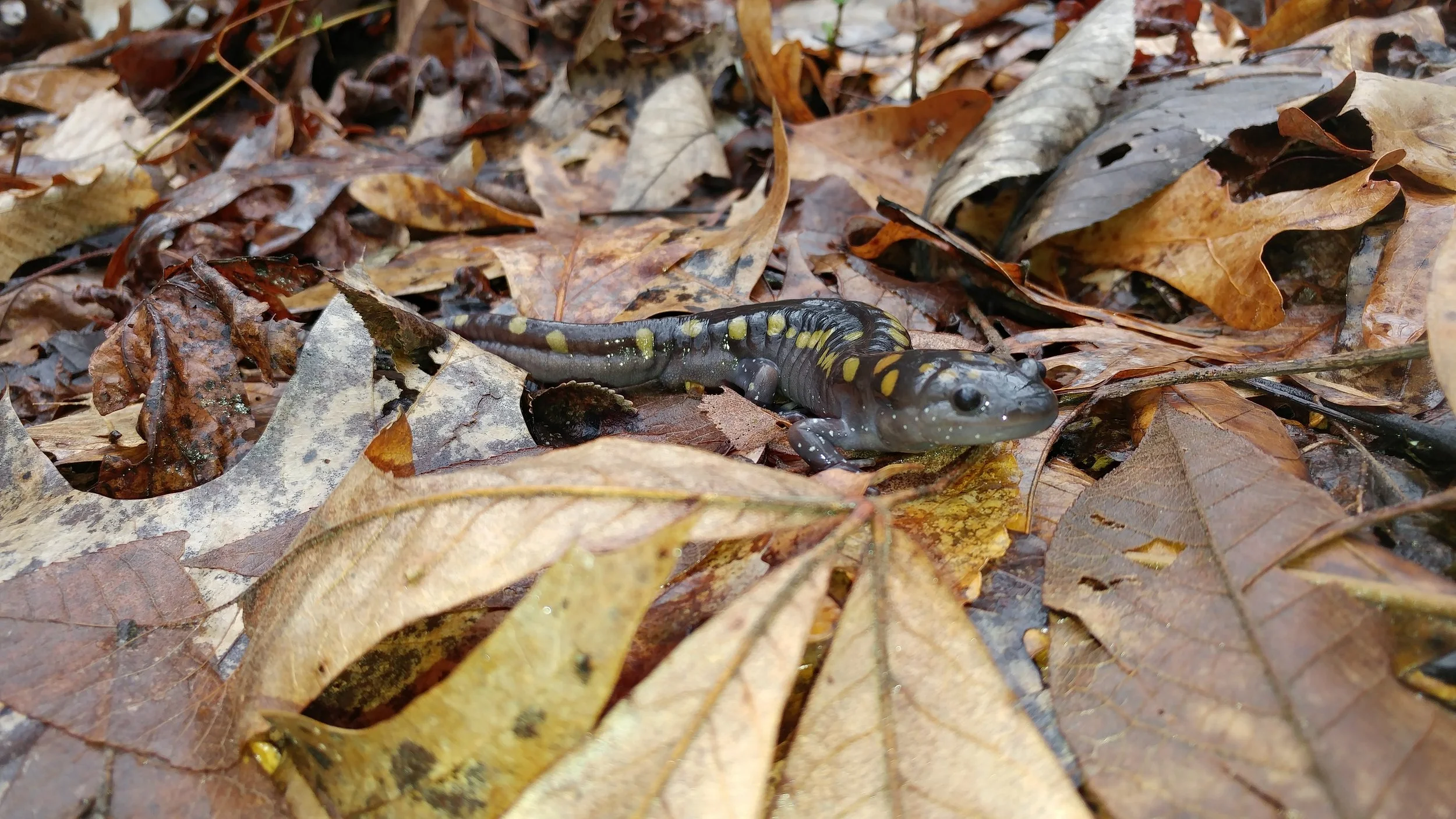 Spotted Migrants Of The Forest Floor