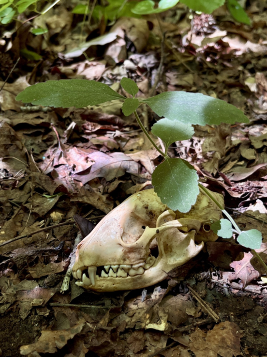 Skullcaps in the Tennessee River Gorge