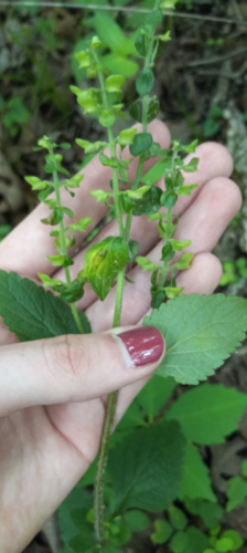 S.montana_greenseedhead_DB.png