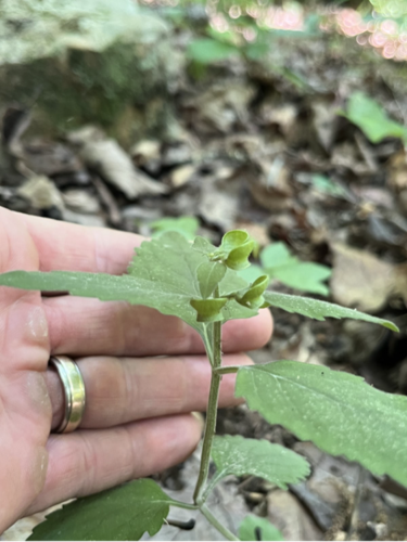 S.montana_shortseedhead_austinyoung.png