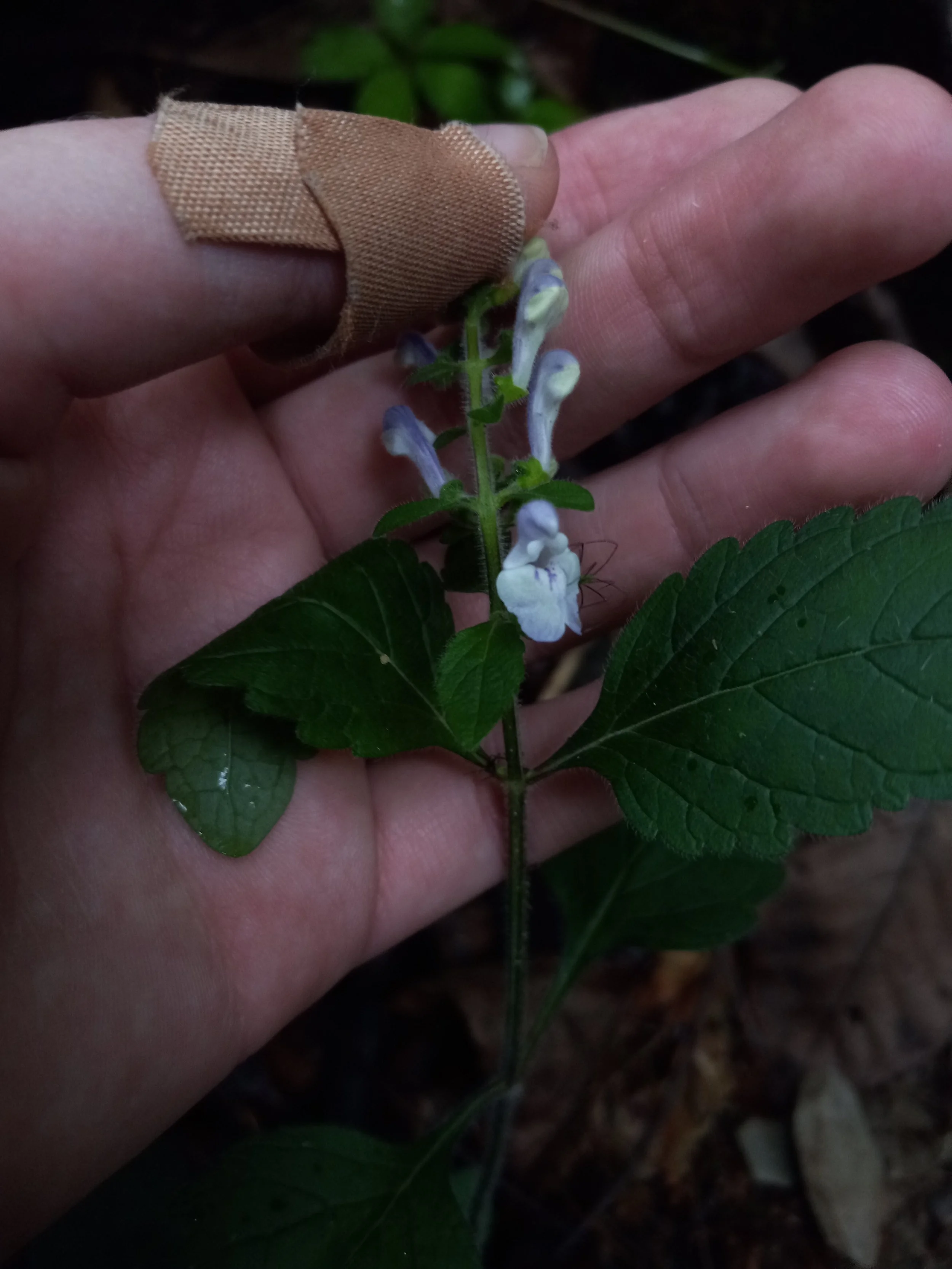 FloweingSkullcap_spider_DB.jpg