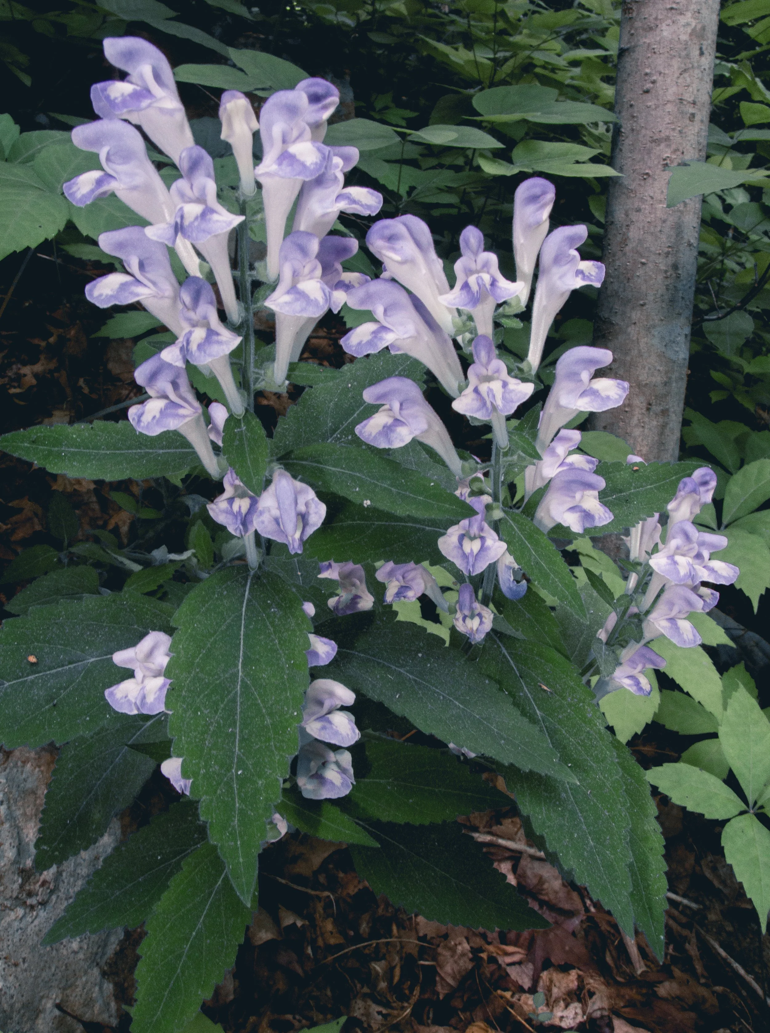S.montana_hugeflowers_davidpineros.jpg