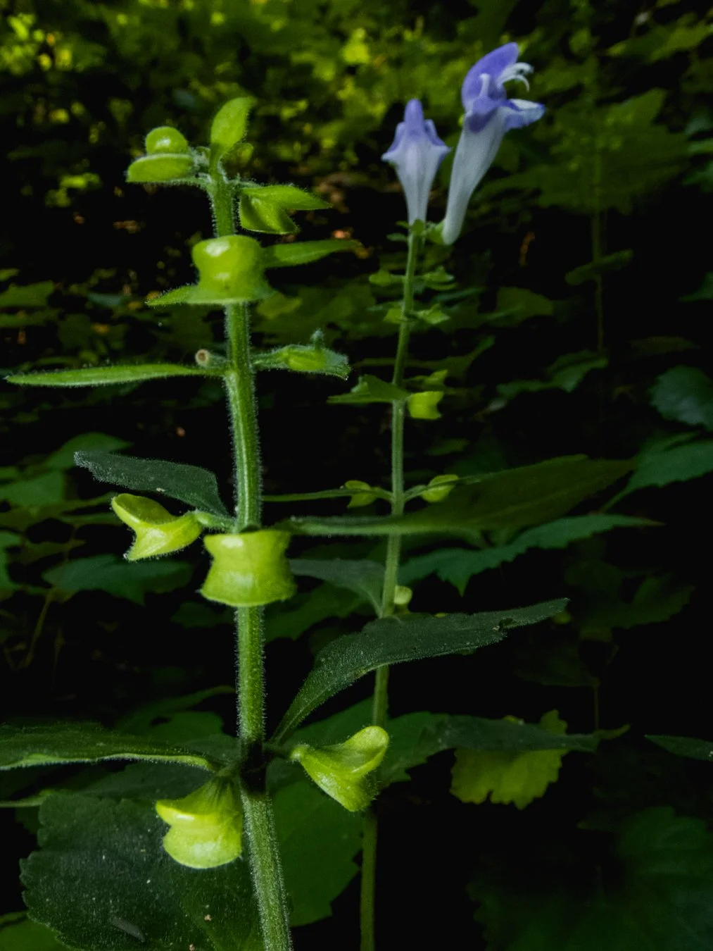 S.montana_flowerandseedhead_davidpineros.jpg