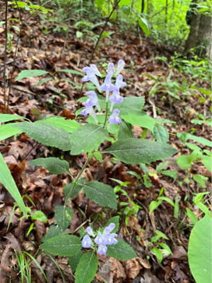 S.montana_flowering_DrClaireWainwright.png