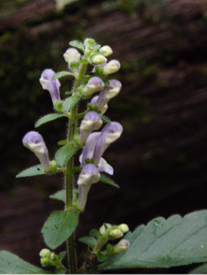 S.elliptica_tallflowering_austinyoung.png