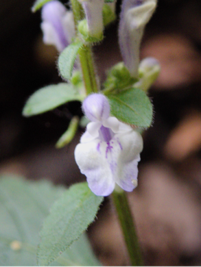 S.elliptica_closeup_austinyoung.png