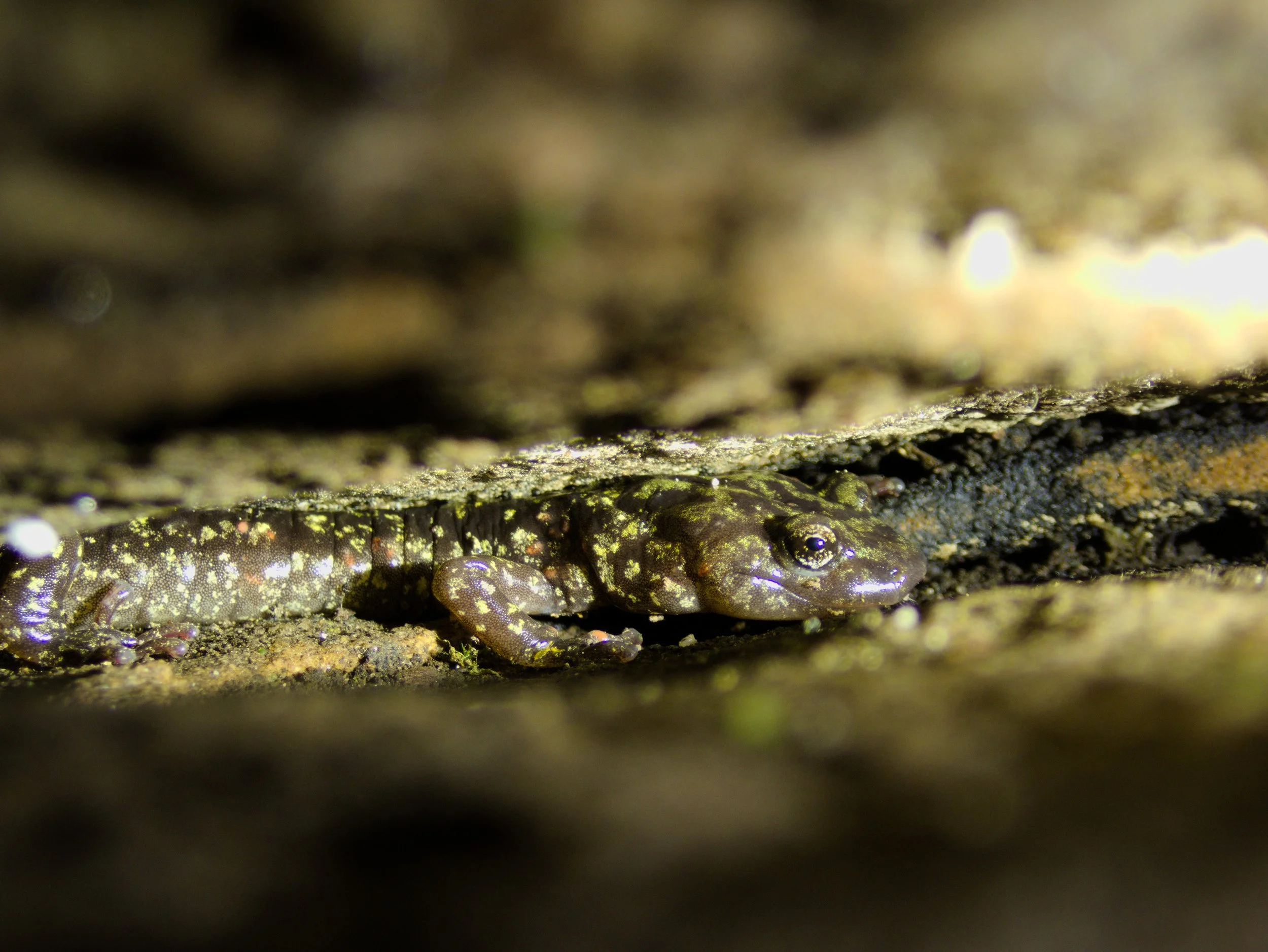 Exploring Hidden Biodiversity: Salamanders of the Tennessee River Gorge 