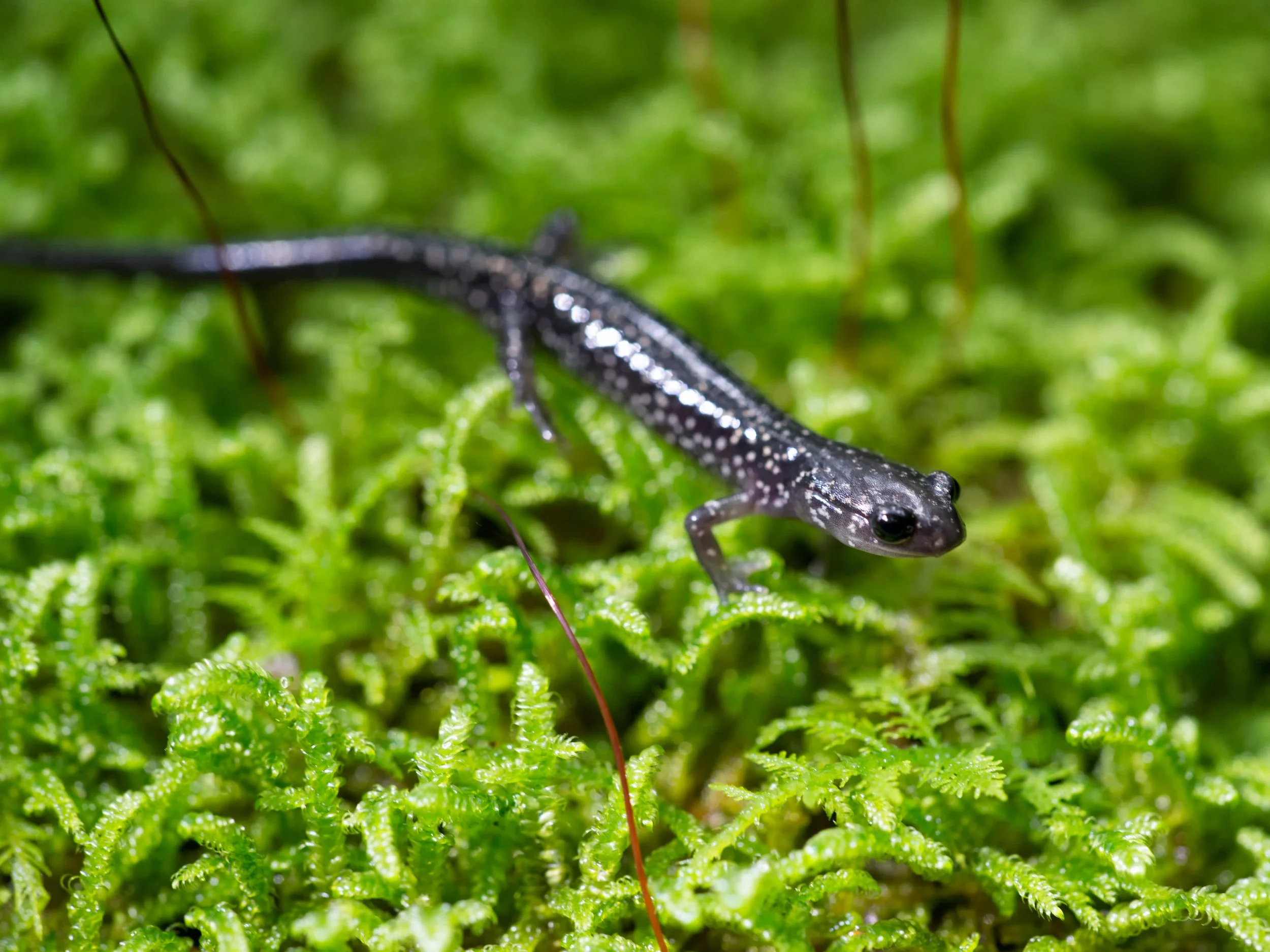 A small black salamander with light-colored speckles stands on a bed of moss.