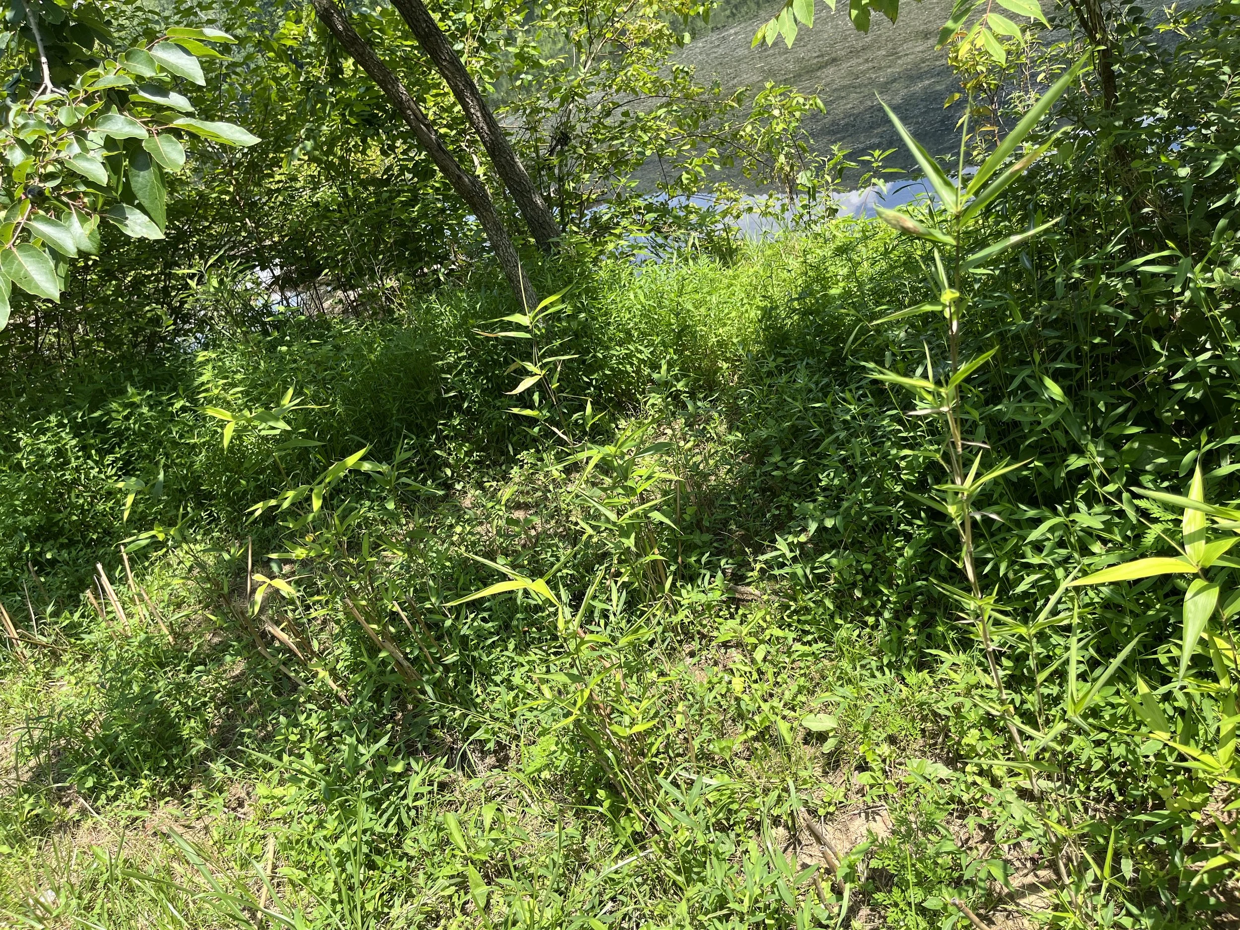 Restoring Rivercane: Reviving a Cultural and Ecological Keystone | TRGT