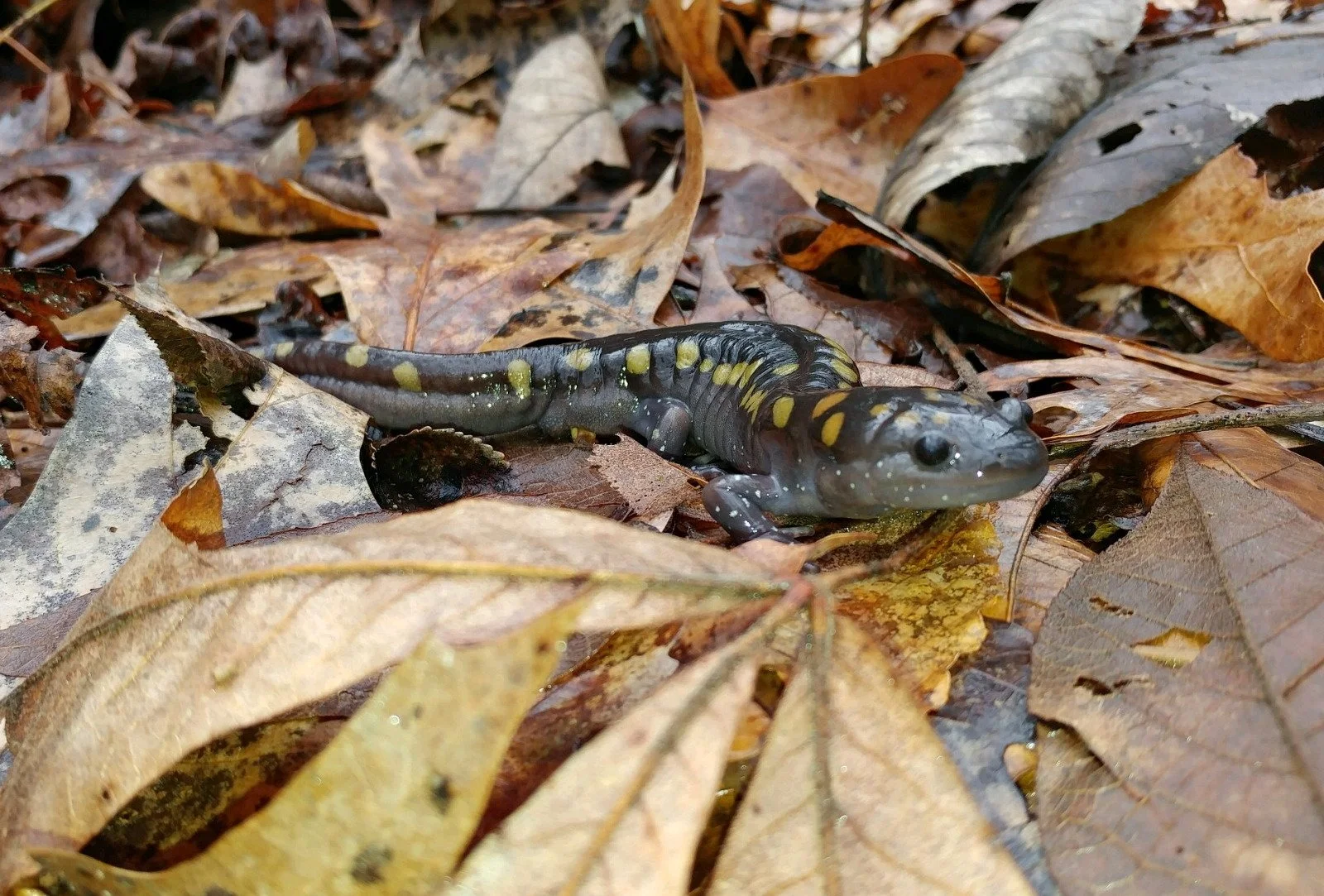 A stocky brown salamander with symmetrical pairs of yellow spots along the length of its body stands on leaf litter.