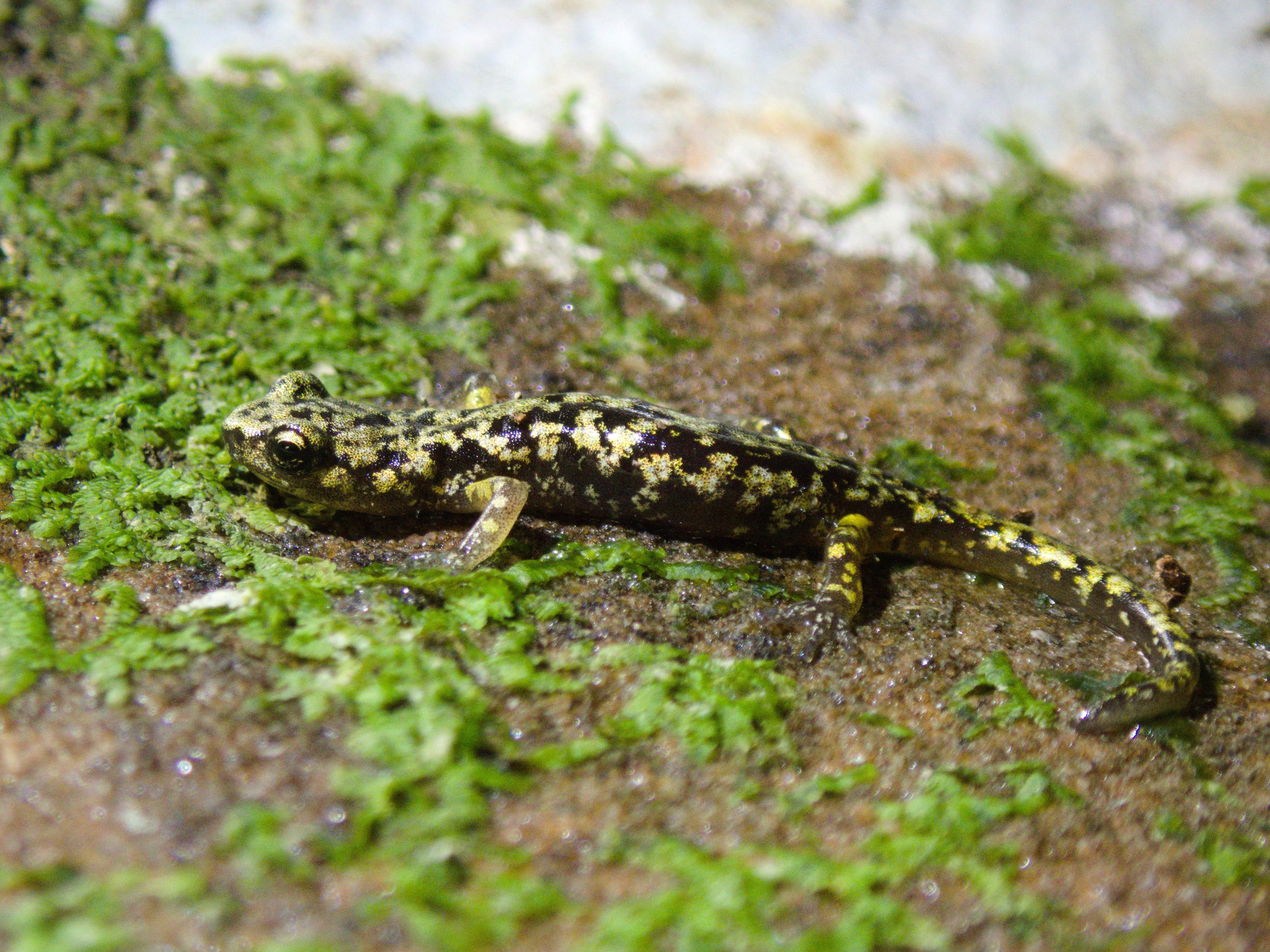 A salamander with brown and light green mottled coloration stands on a mossy rock.