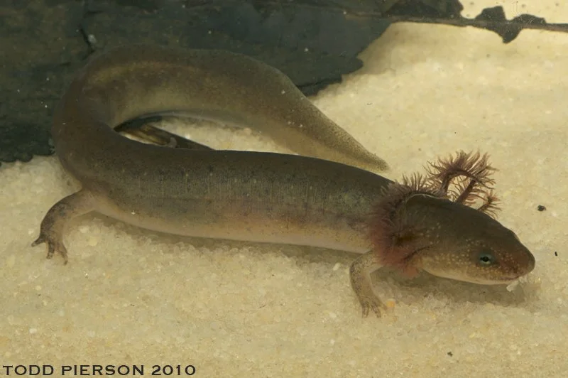A salamander with large feathery gills extending from the sides of its face.