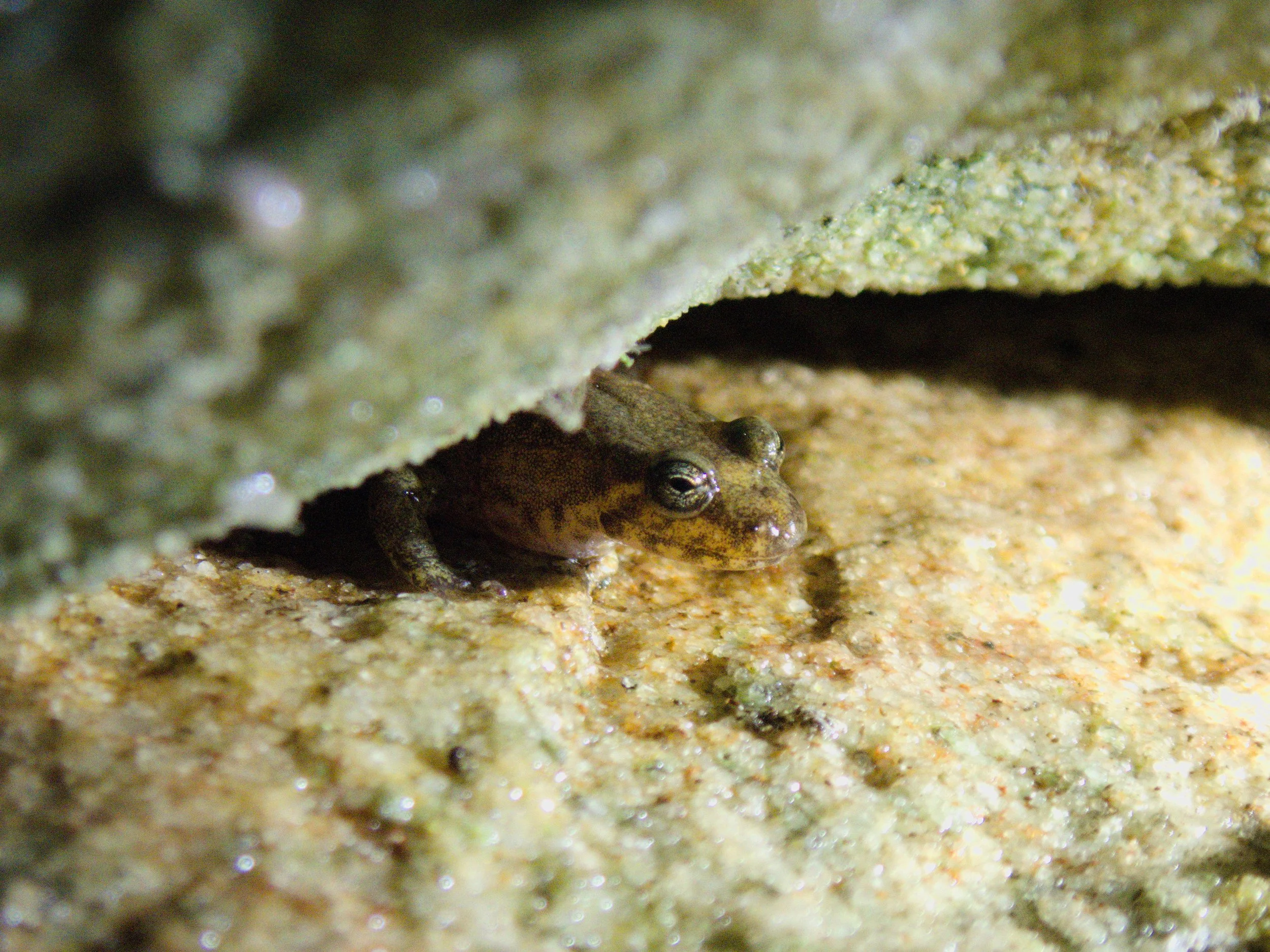 A  salamander with mottled brown coloration peeks its head out from a rock crevice.