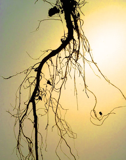 roots.jpg