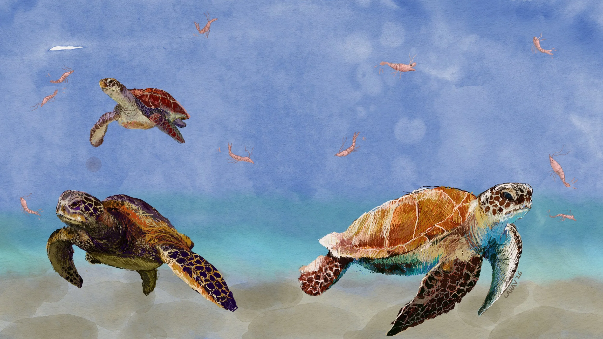sea-Turtles-shrimp-ocean-Cute-Childrens-Kids-Room-Decoration-Art-Print-painting
