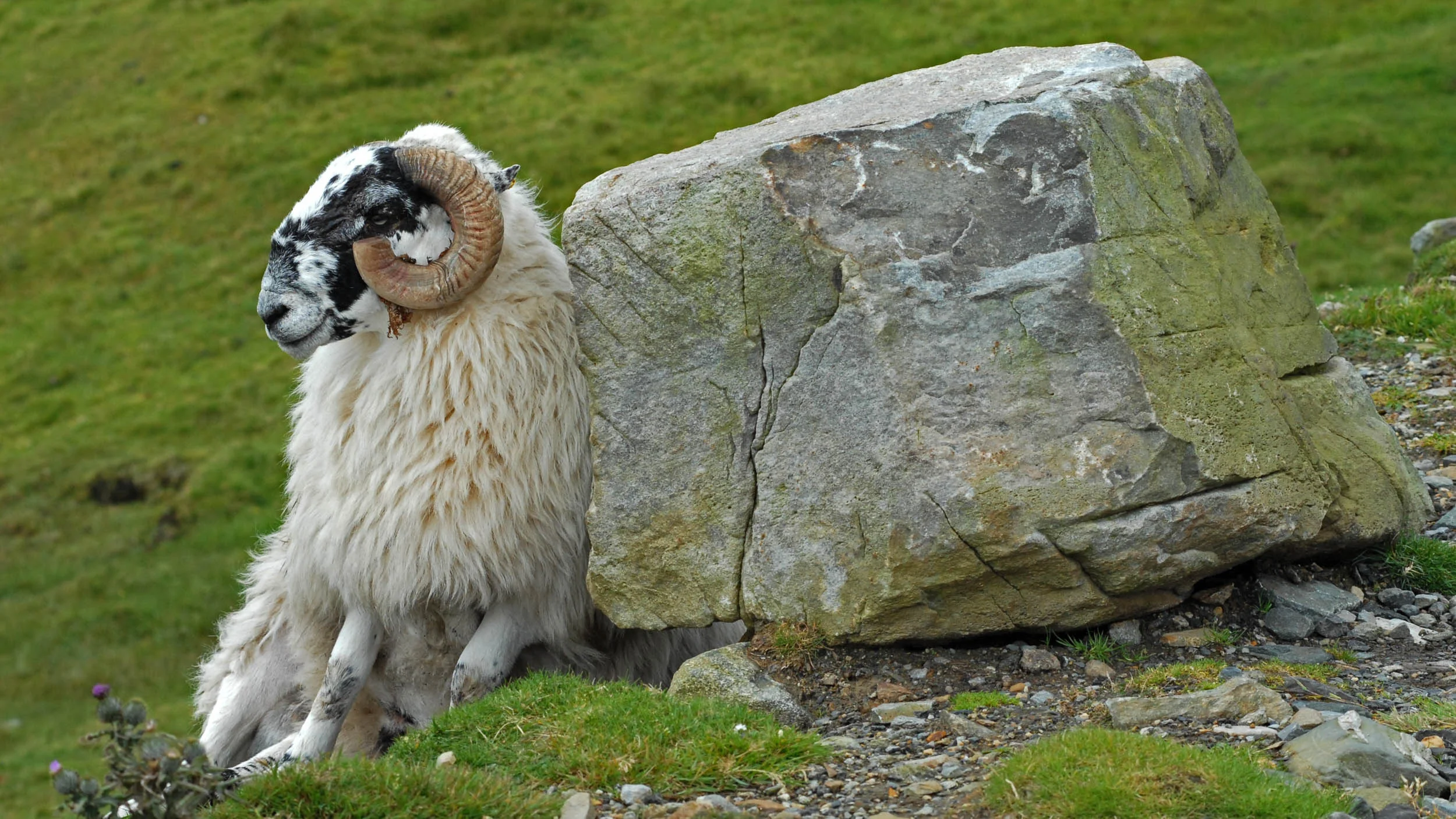 ireland-873801.jpg